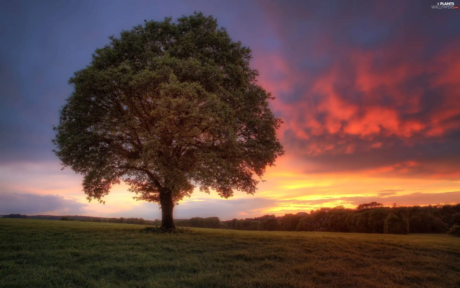 trees, west, sun, grass