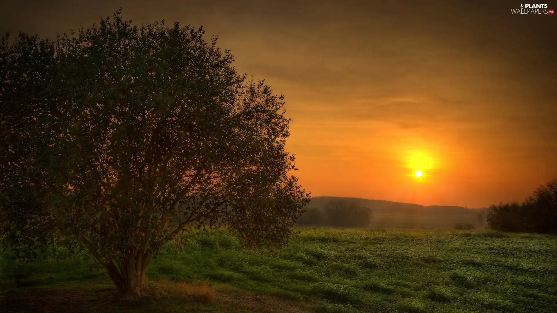 trees, west, sun, Meadow