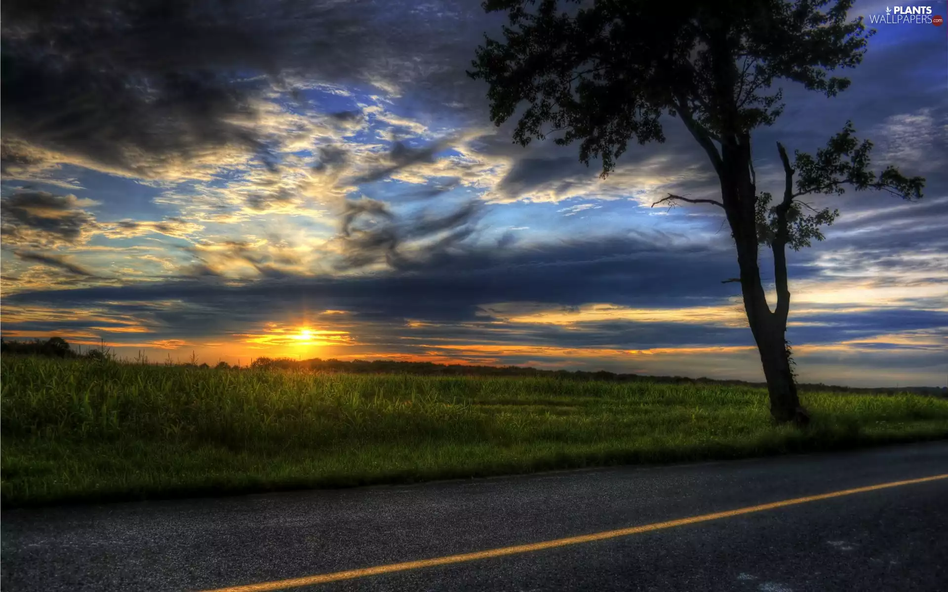 medows, Way, west, sun, clouds, trees