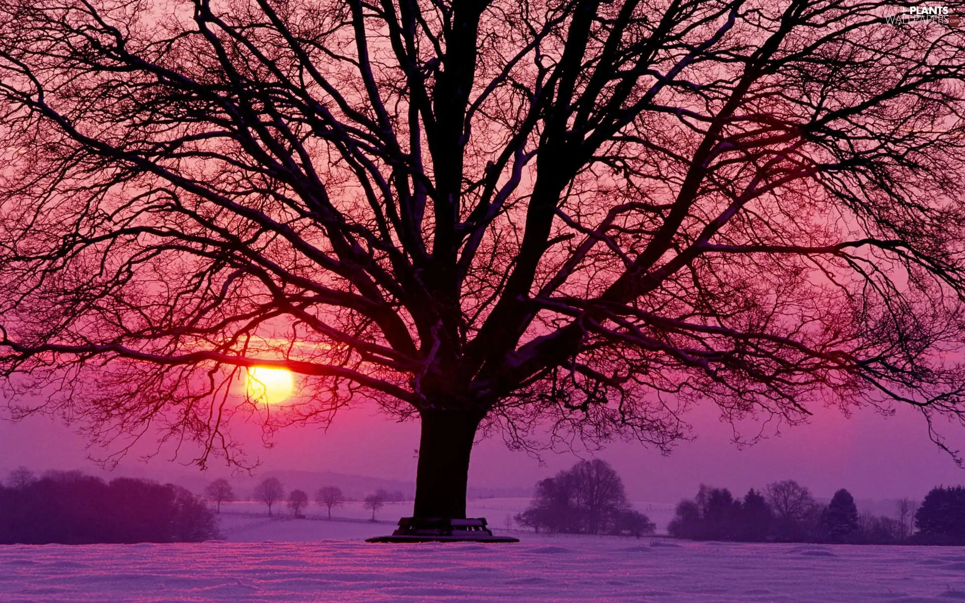 trees, west, sun, snow