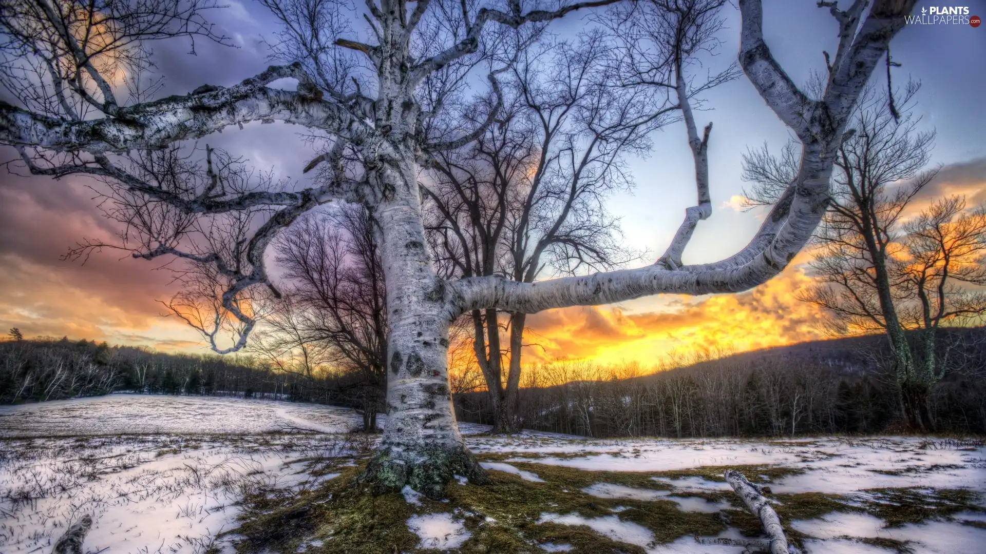 trees, west, sun, snow