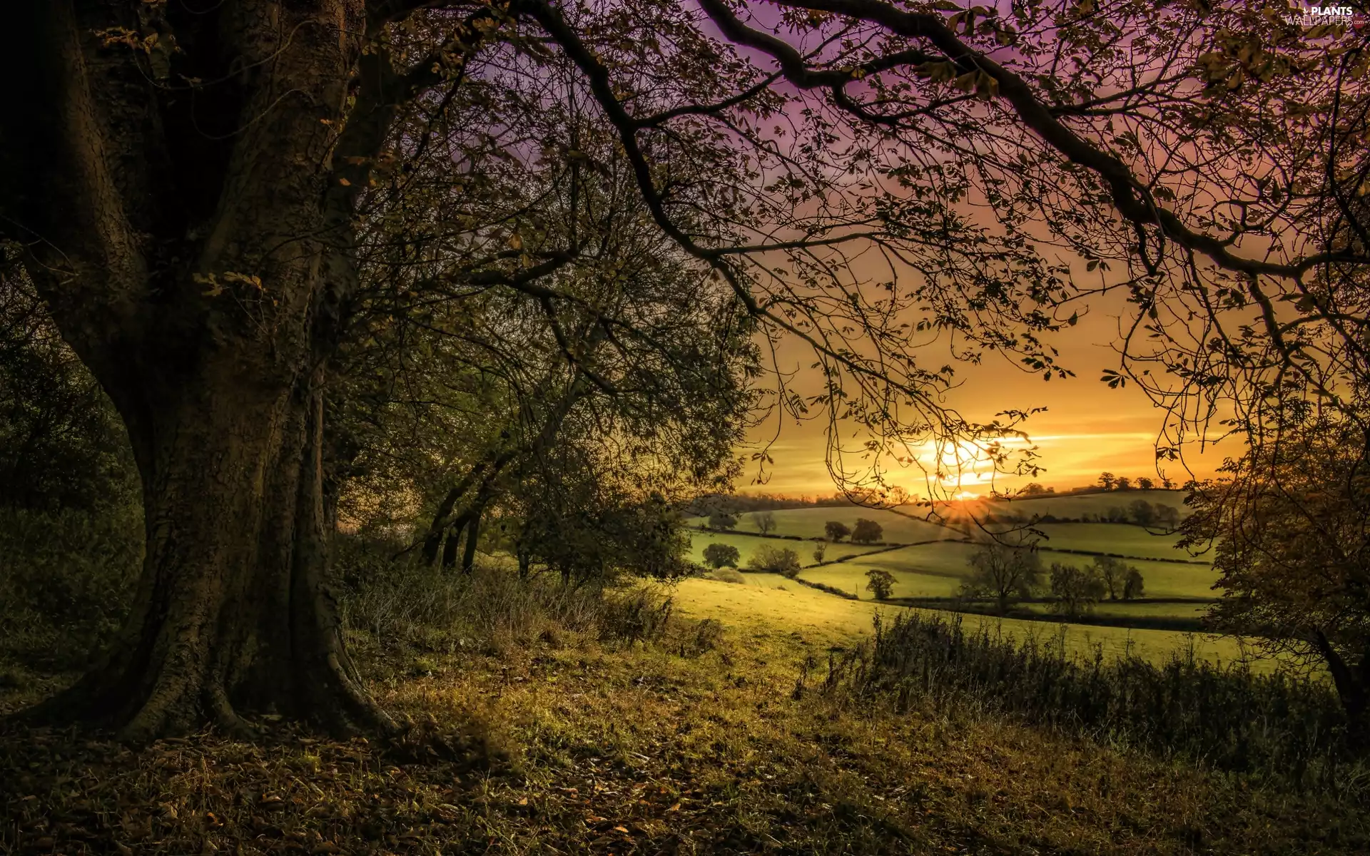 viewes, forest, west, sun, field, trees