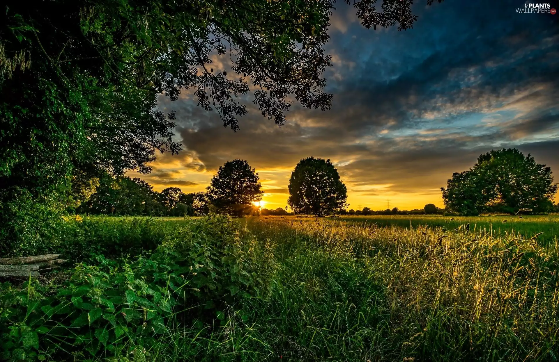 viewes, Field, west, sun, grass, trees