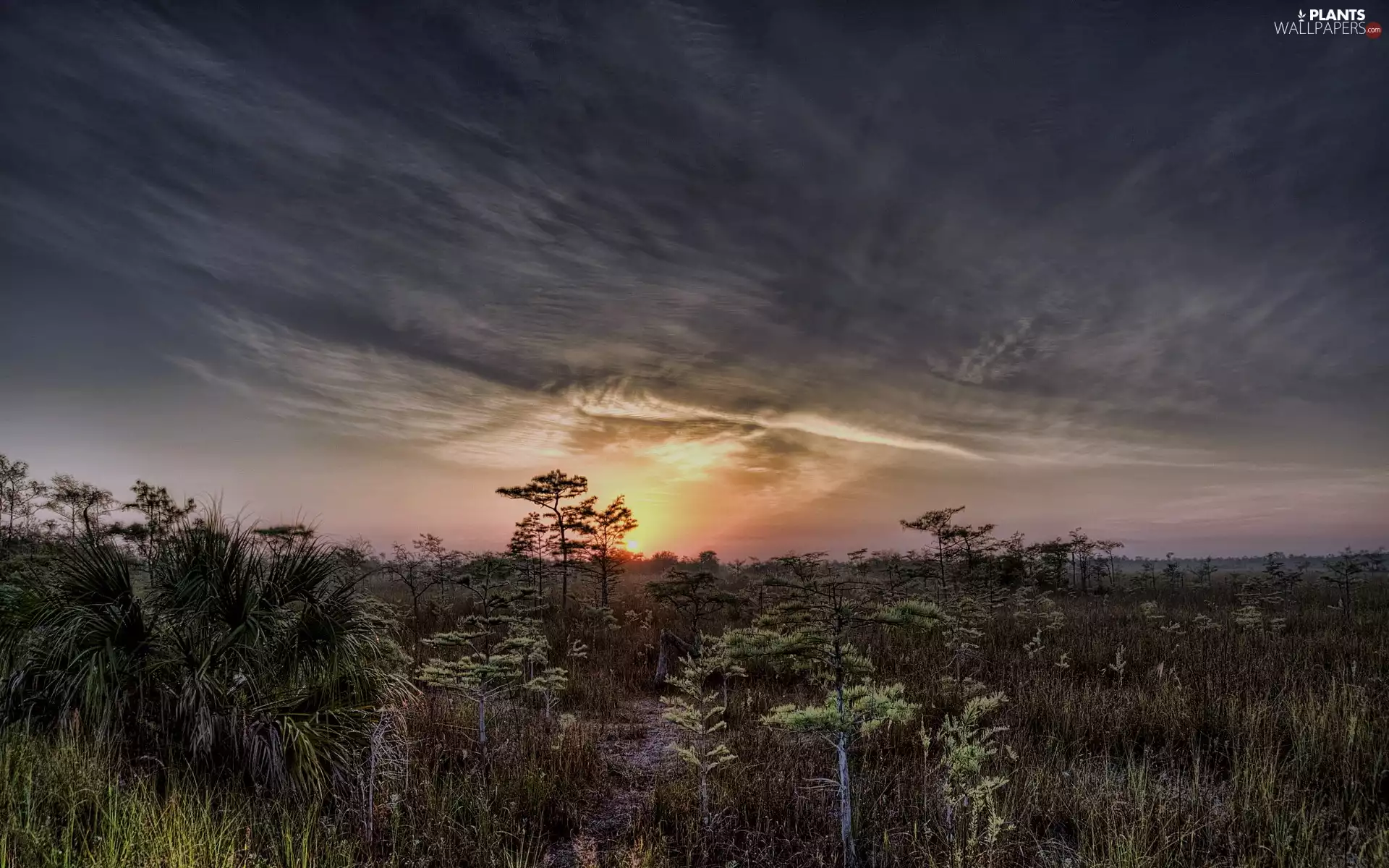 viewes, forest, west, sun, grass, trees