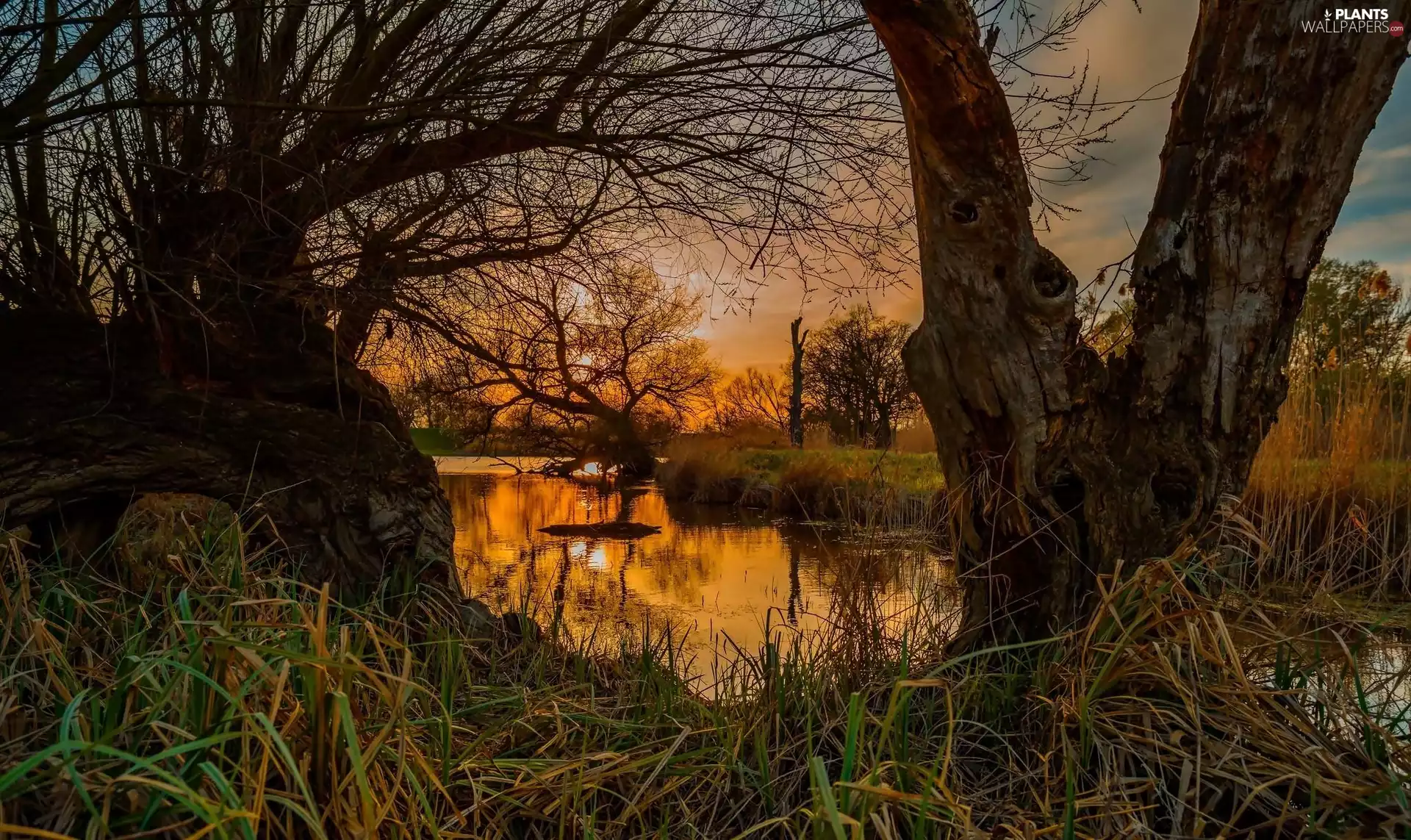 viewes, River, west, sun, grass, trees