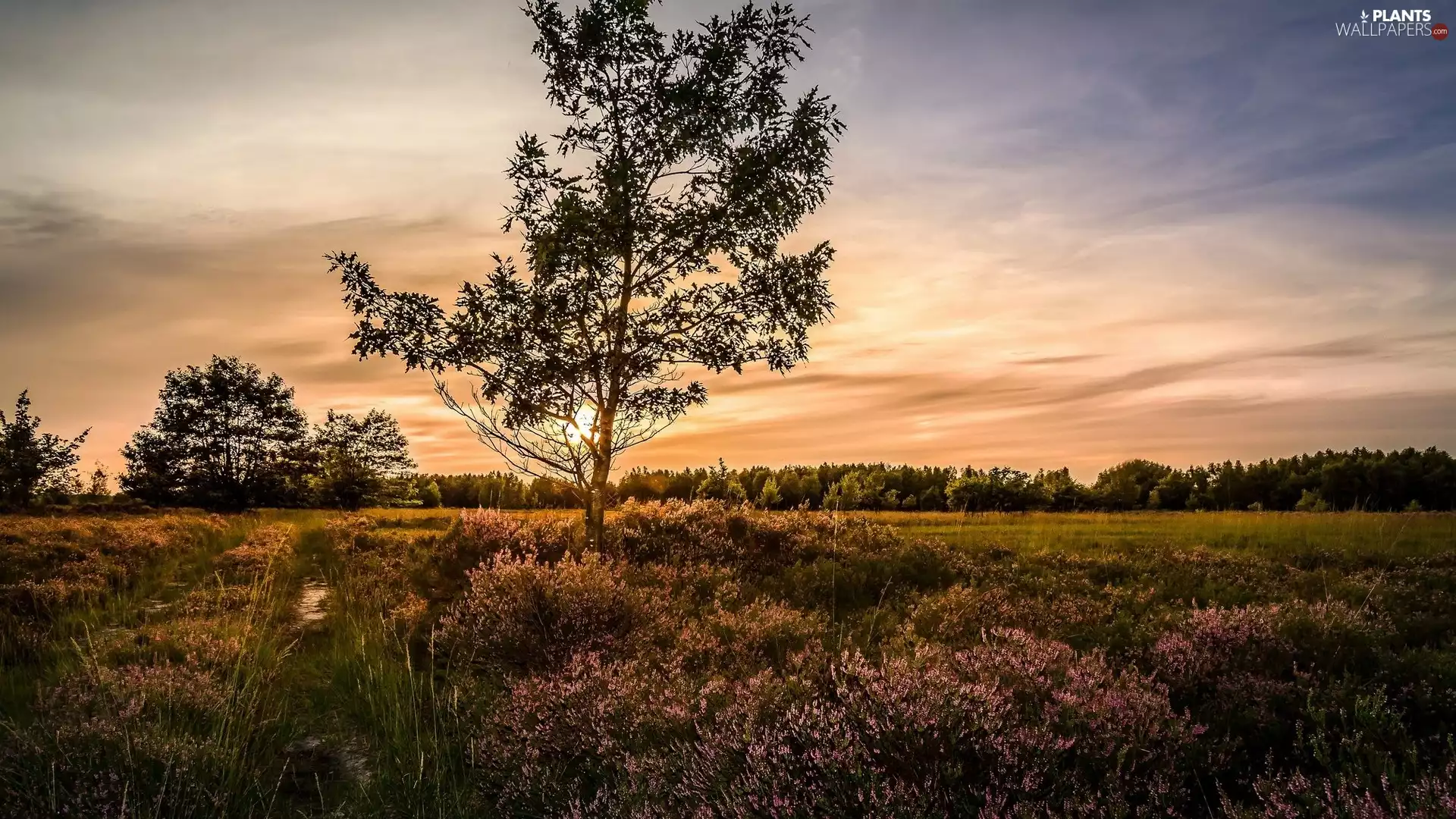 viewes, heath, west, sun, Sky, trees