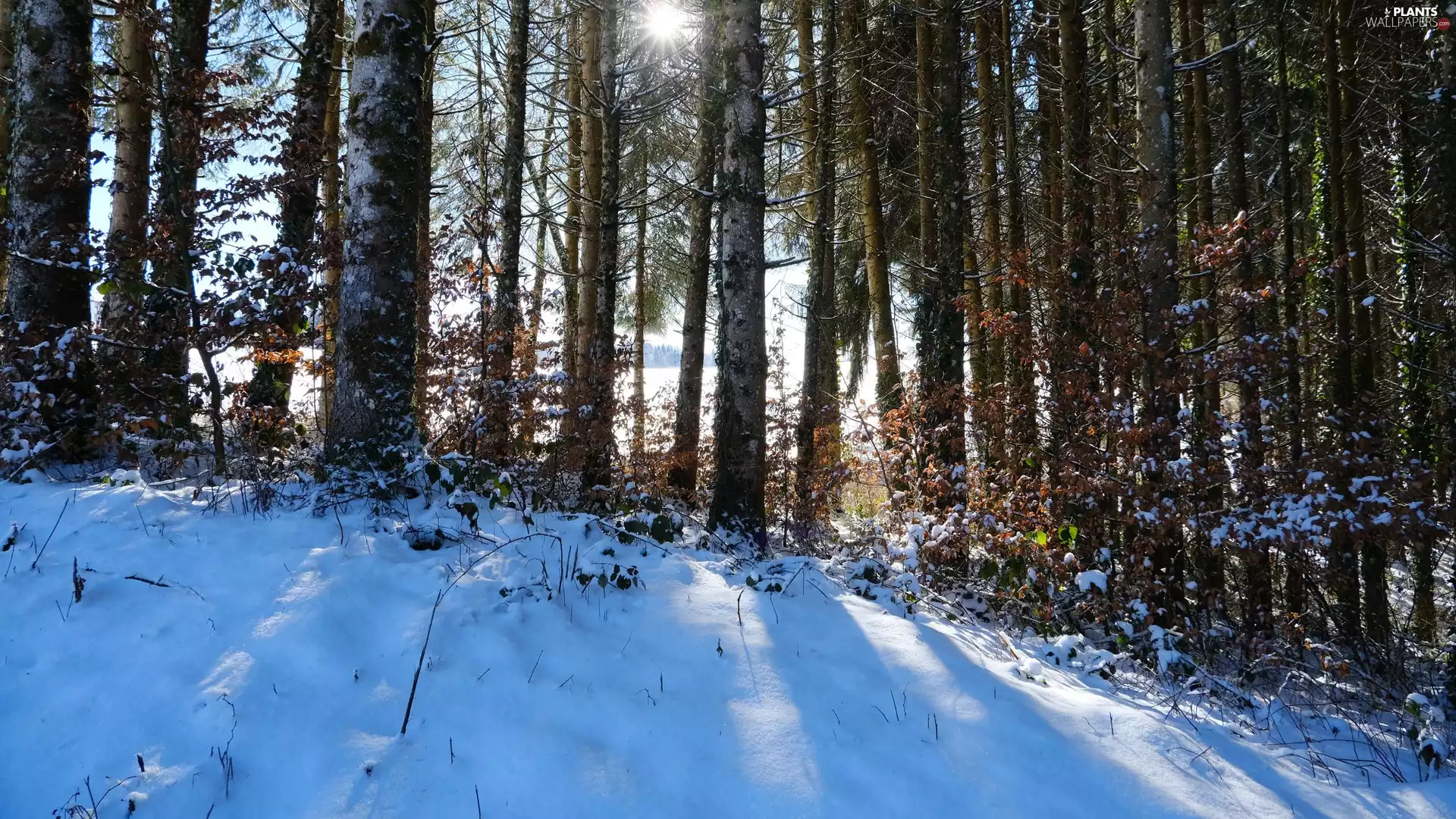 viewes, forest, winter, sun, snow, trees