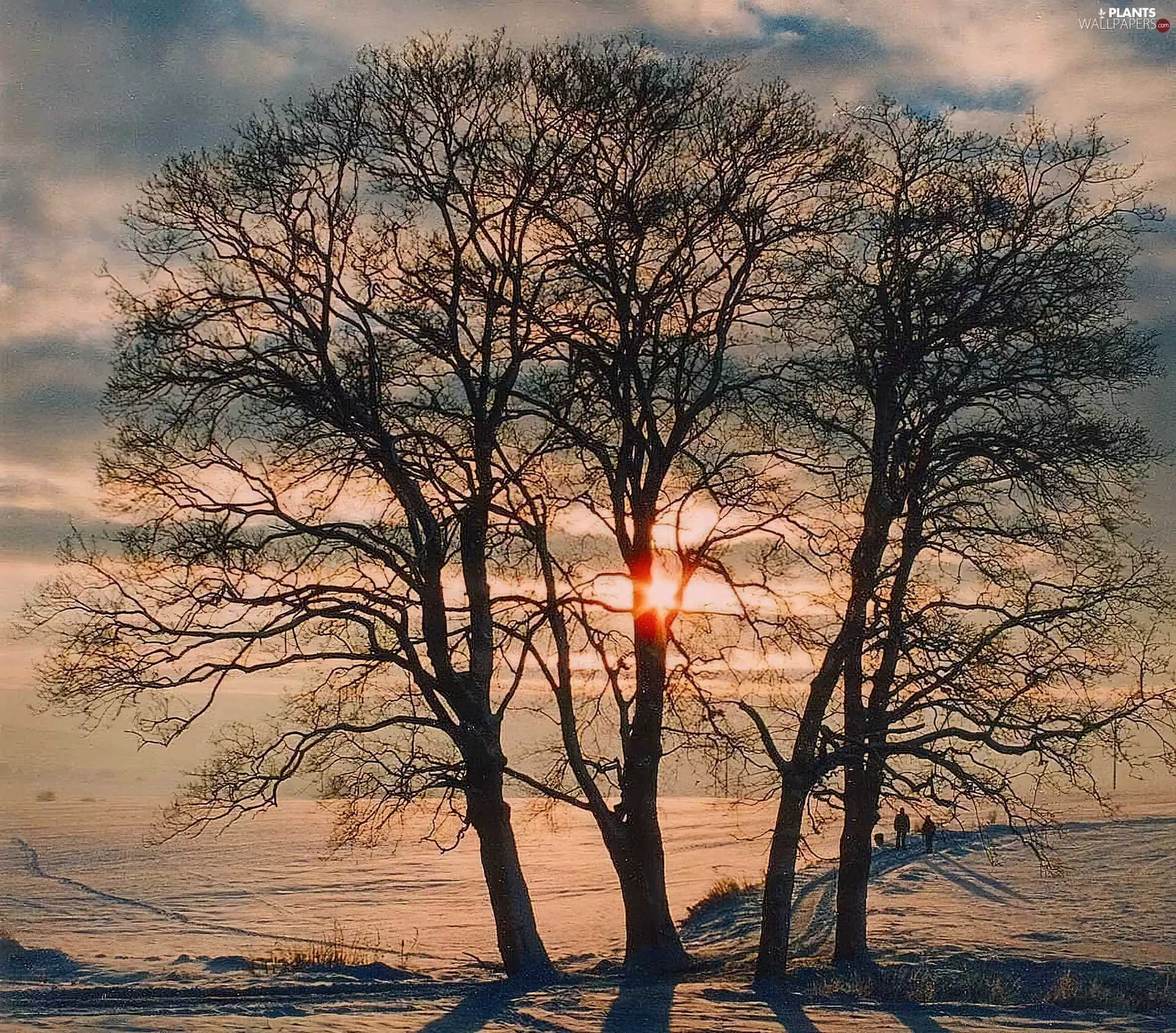 west, sun, trees, viewes, winter