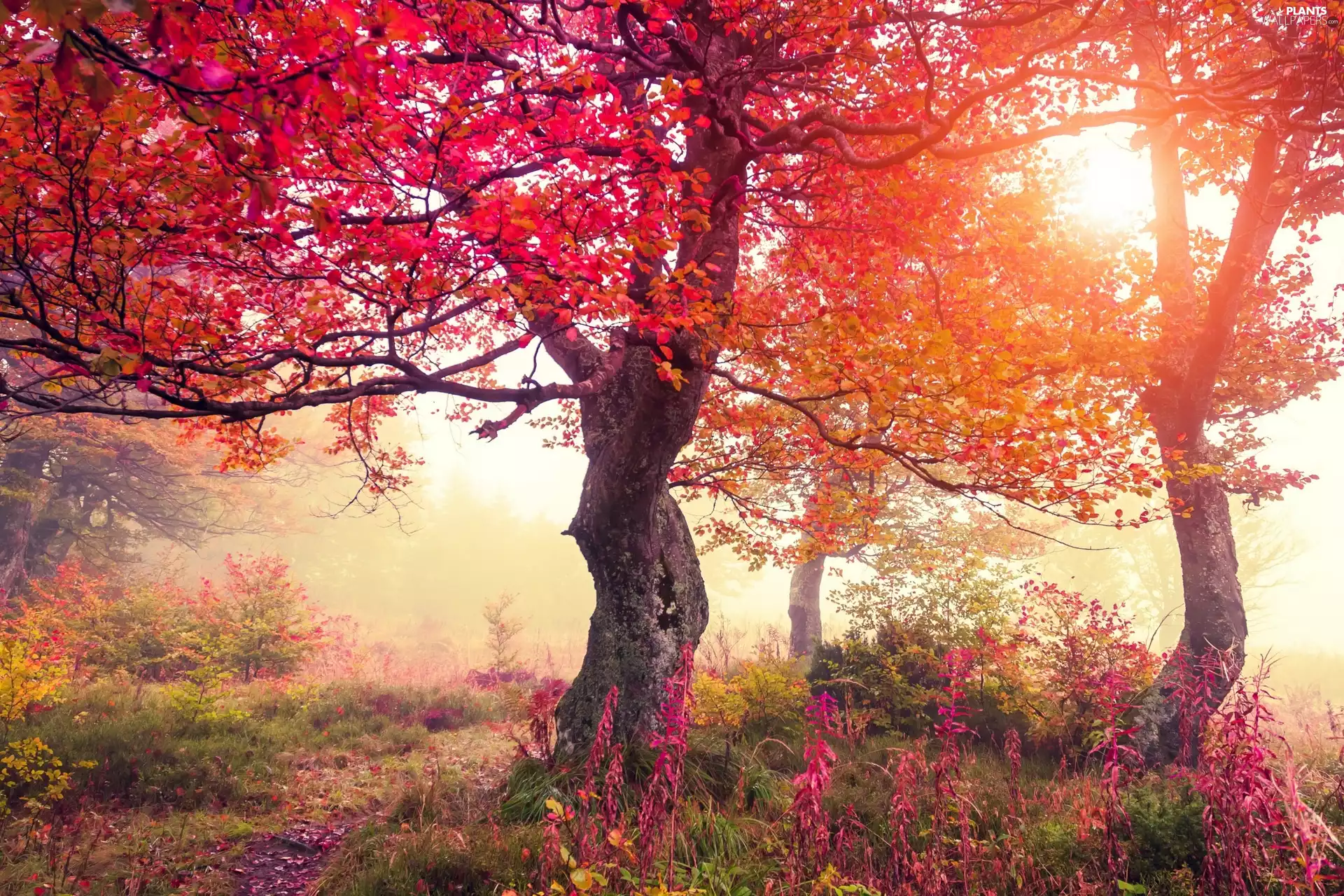 autumn, trees, rays, sun, Fog, viewes