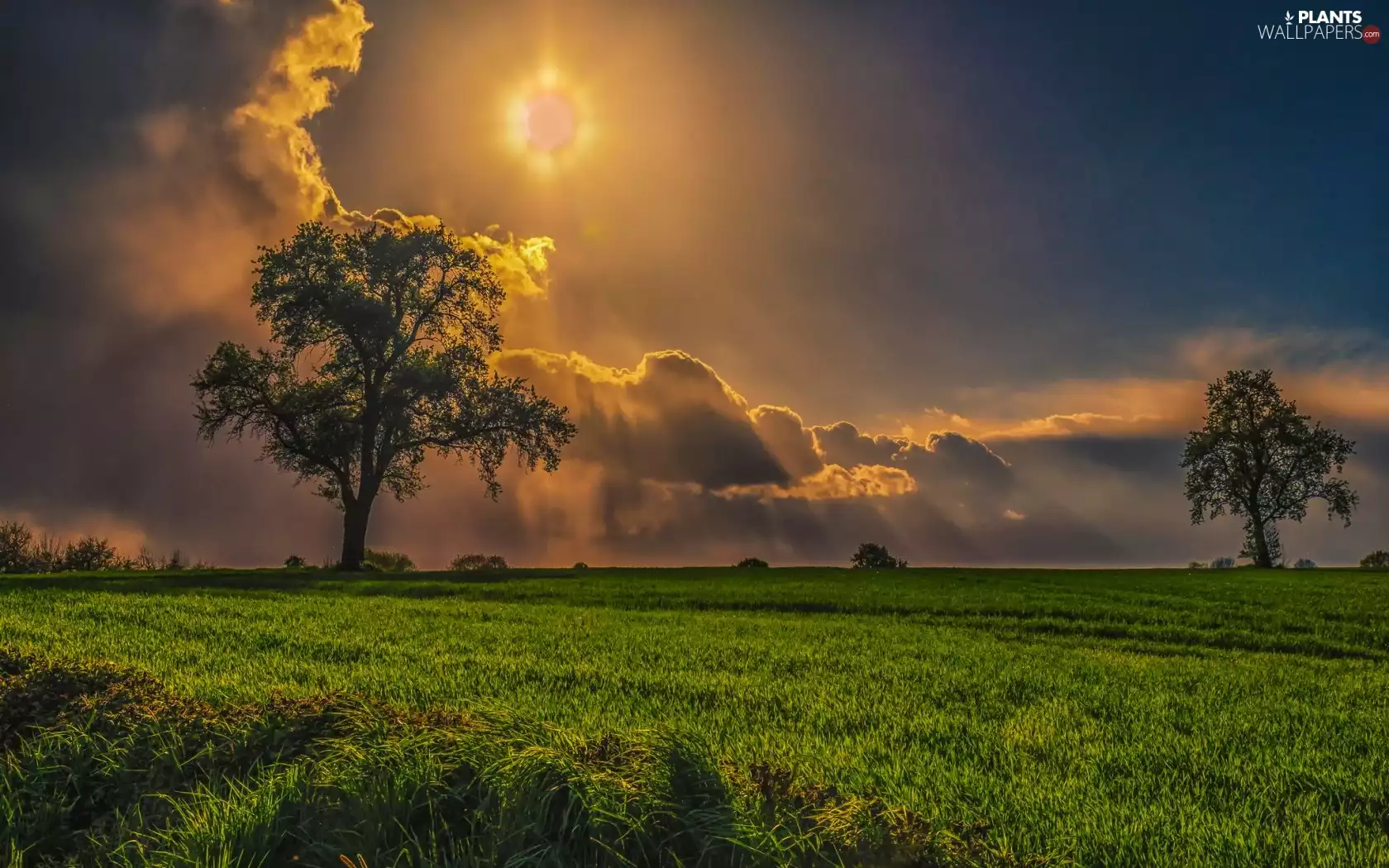 field, trees, rays, sun, clouds, viewes