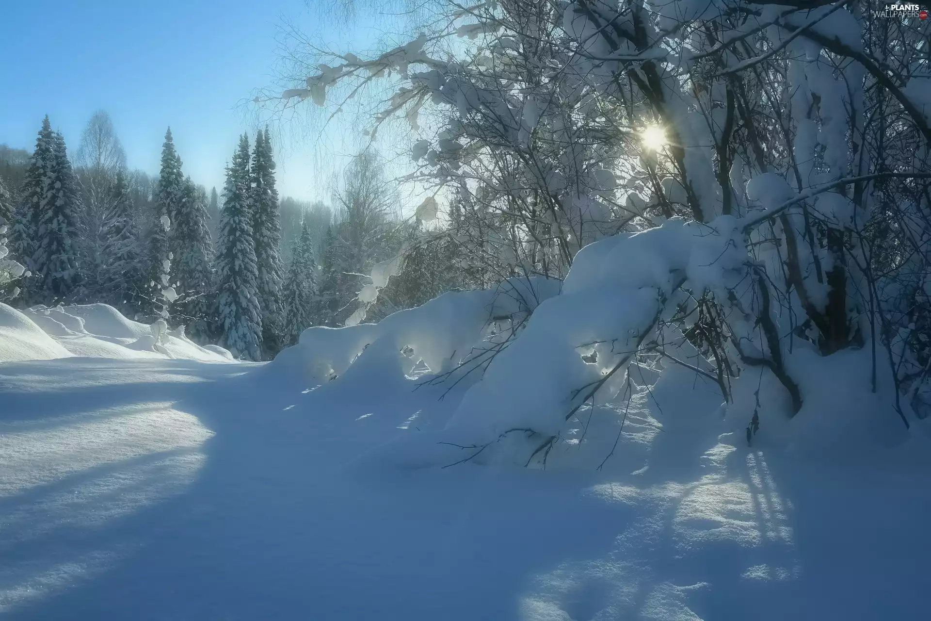 glamour, snow, viewes, sun, winter, trees, Bush