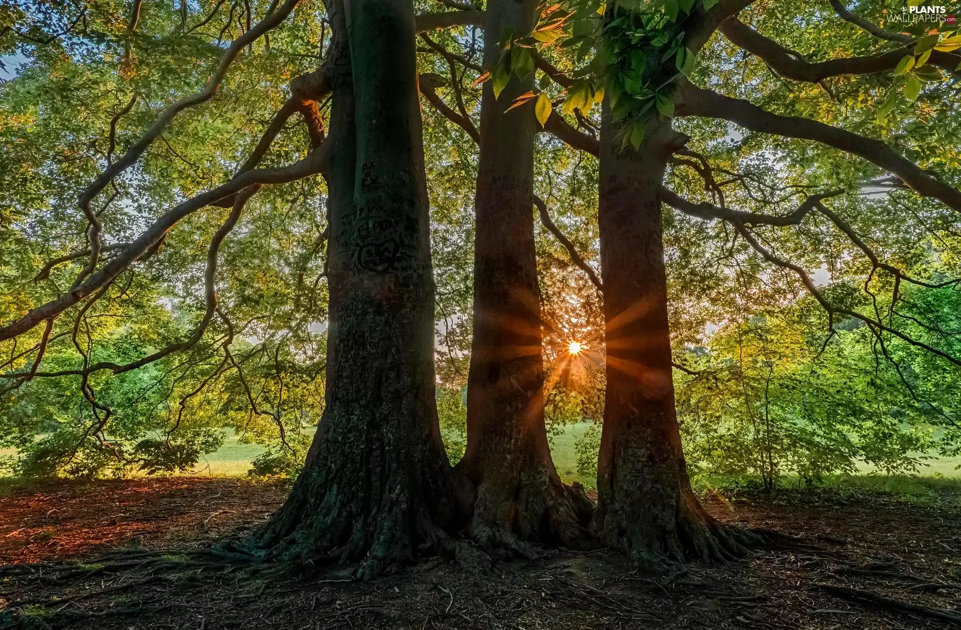 rays of the Sun, trees, viewes