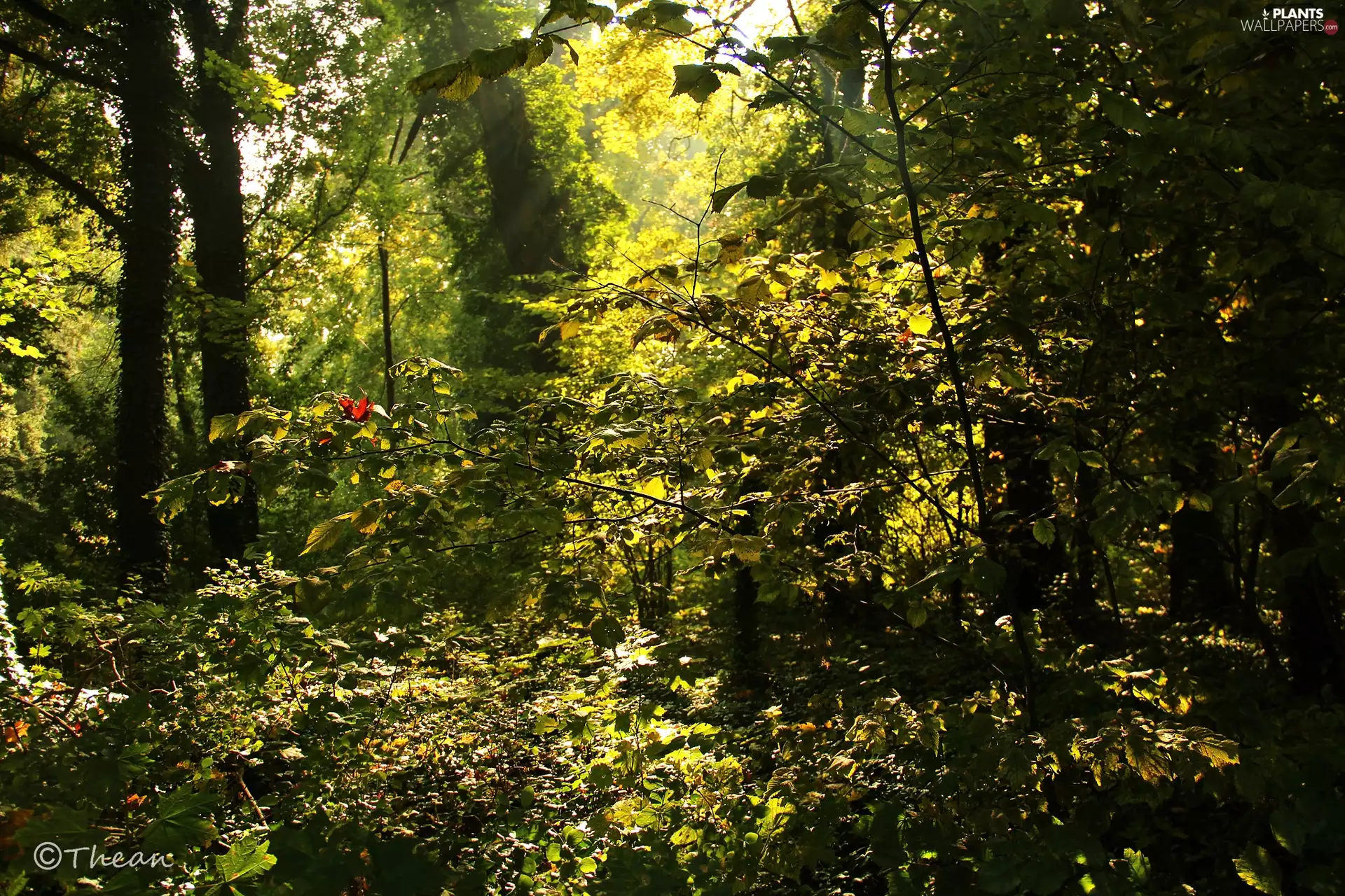 rays, sun, viewes, Leaf, trees