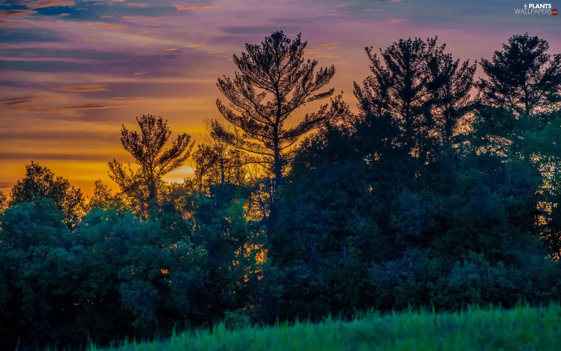 west, sun, viewes, Meadow, trees