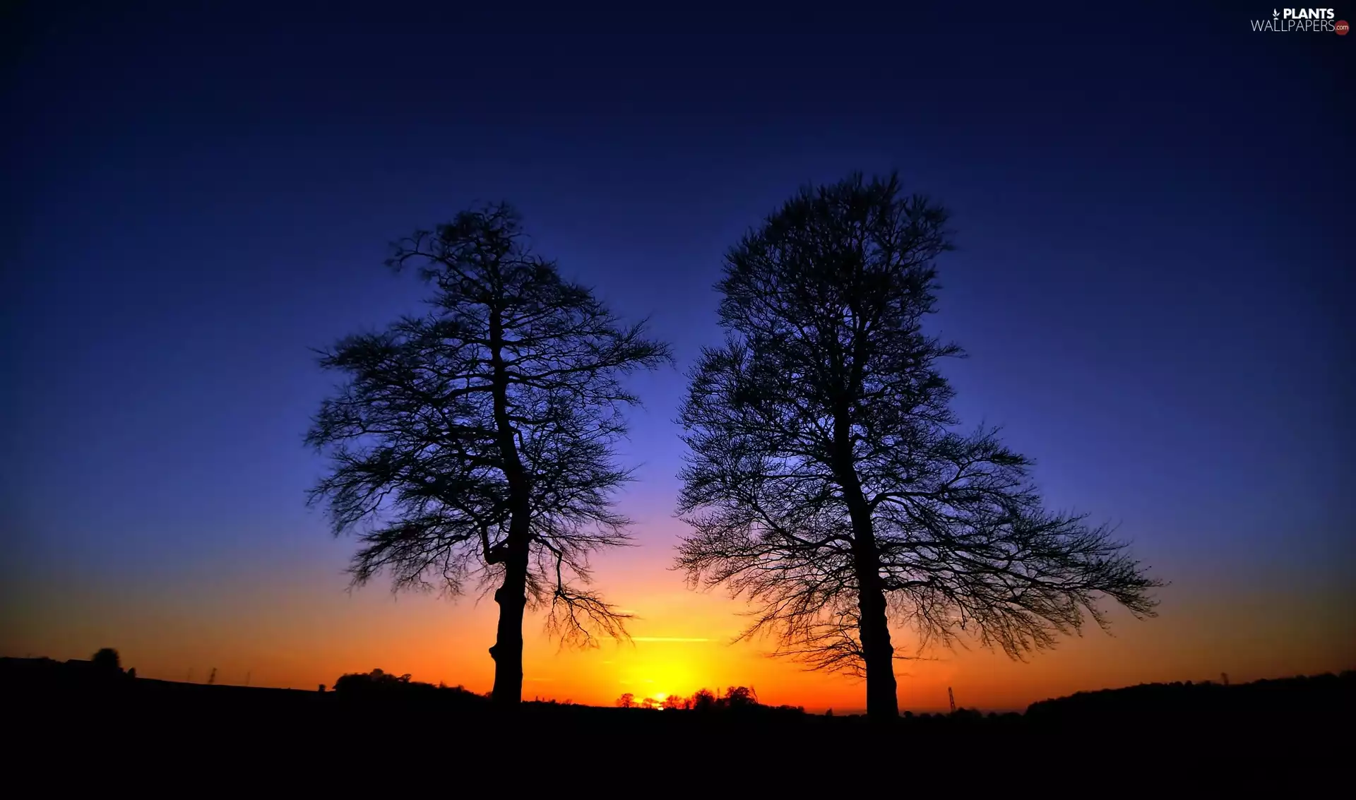 west, sun, viewes, Sky, trees