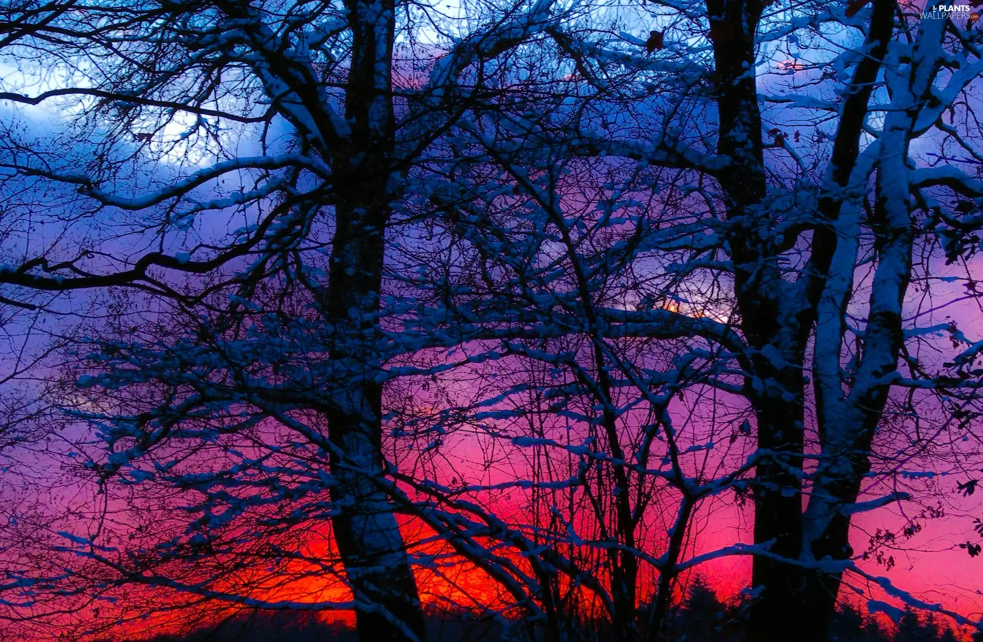 west, sun, viewes, snow, trees