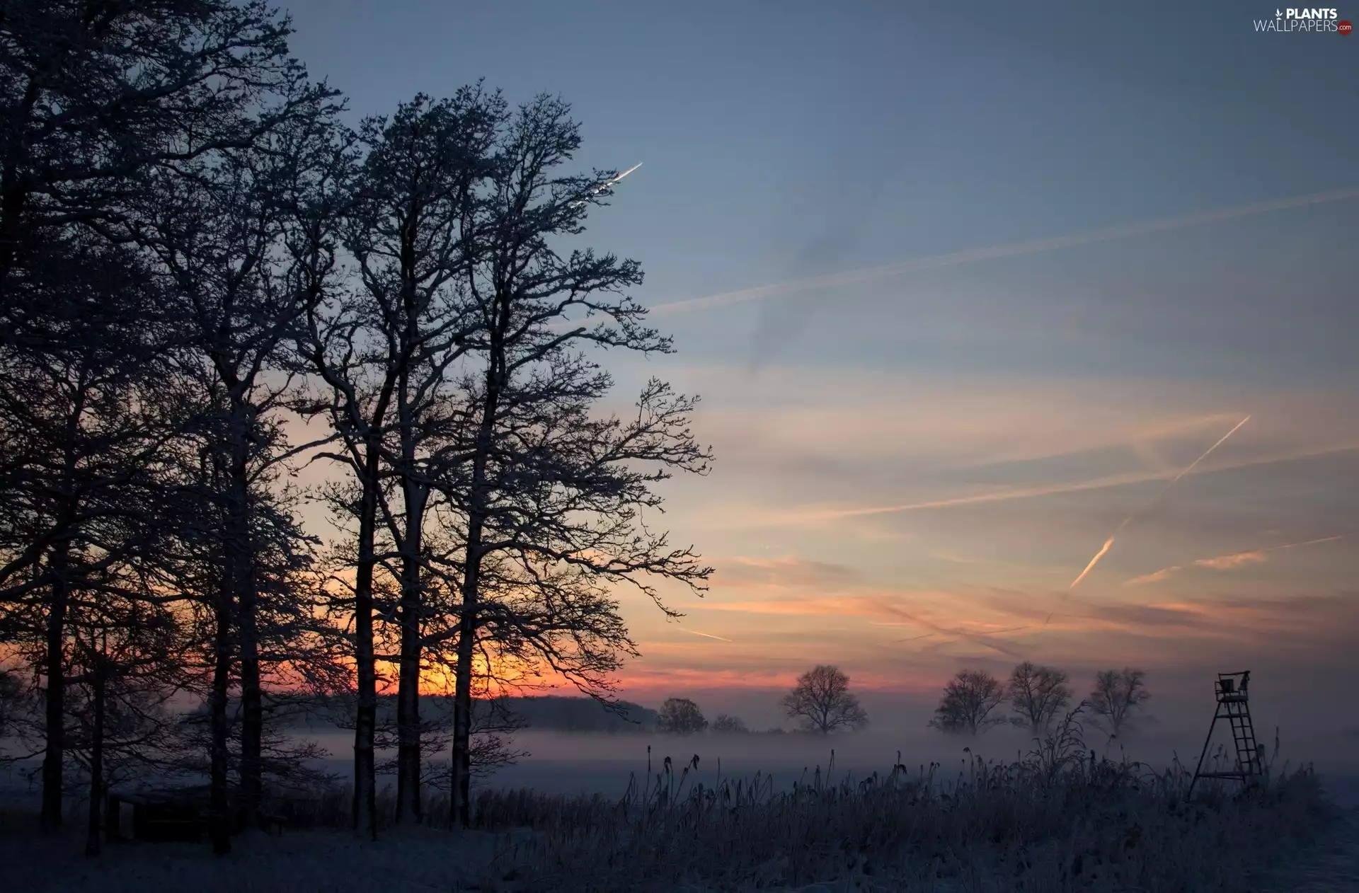 grass, trees, west, sun, Fog, viewes