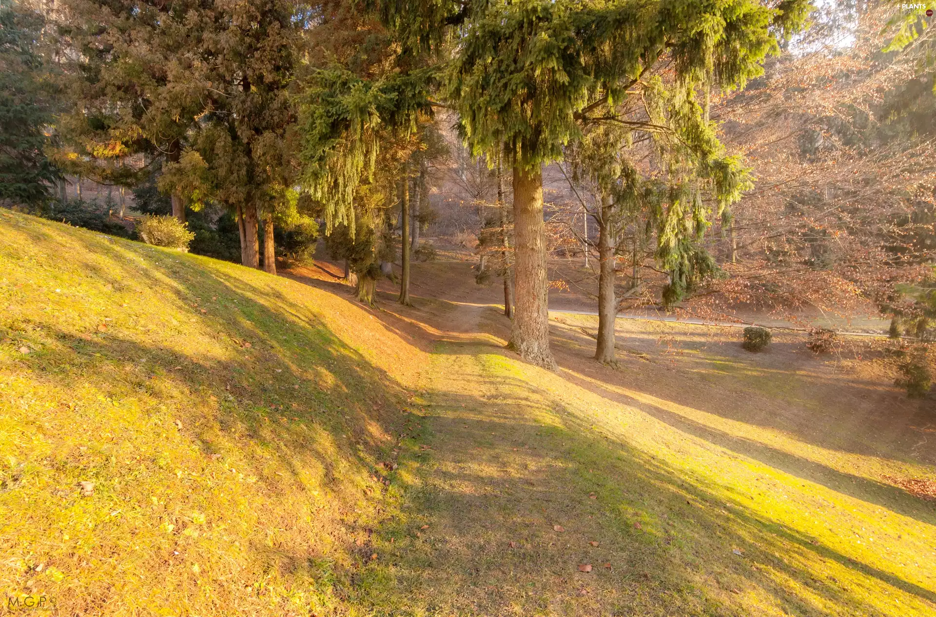 rays, sun, Way, forest, autumn