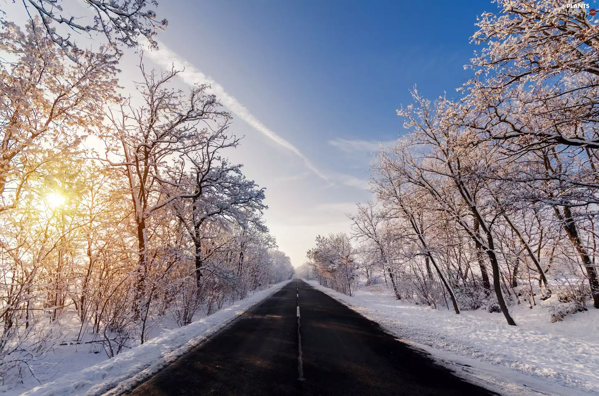Snowy, winter, viewes, sun, trees, Way