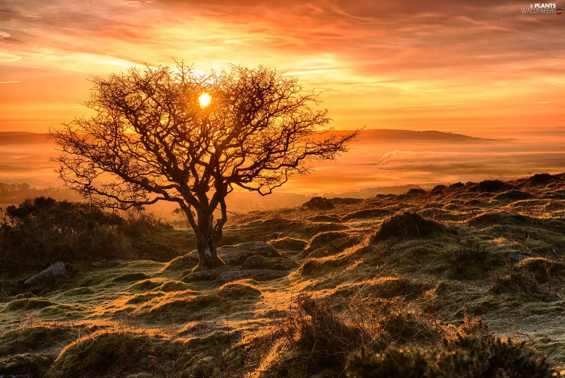 west, trees, autumn, sun