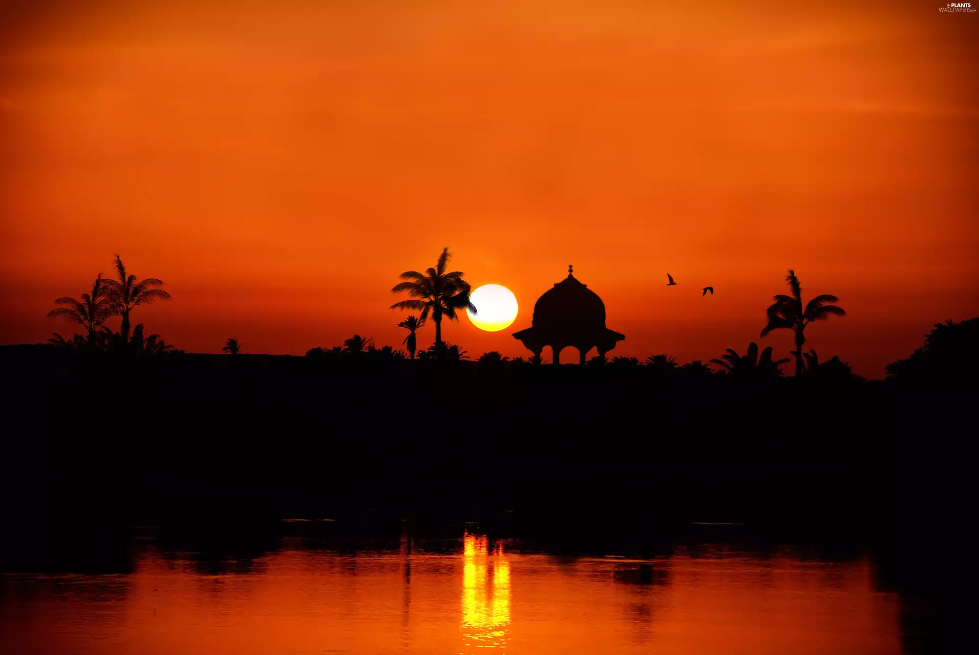 west, Palms, birds, sun