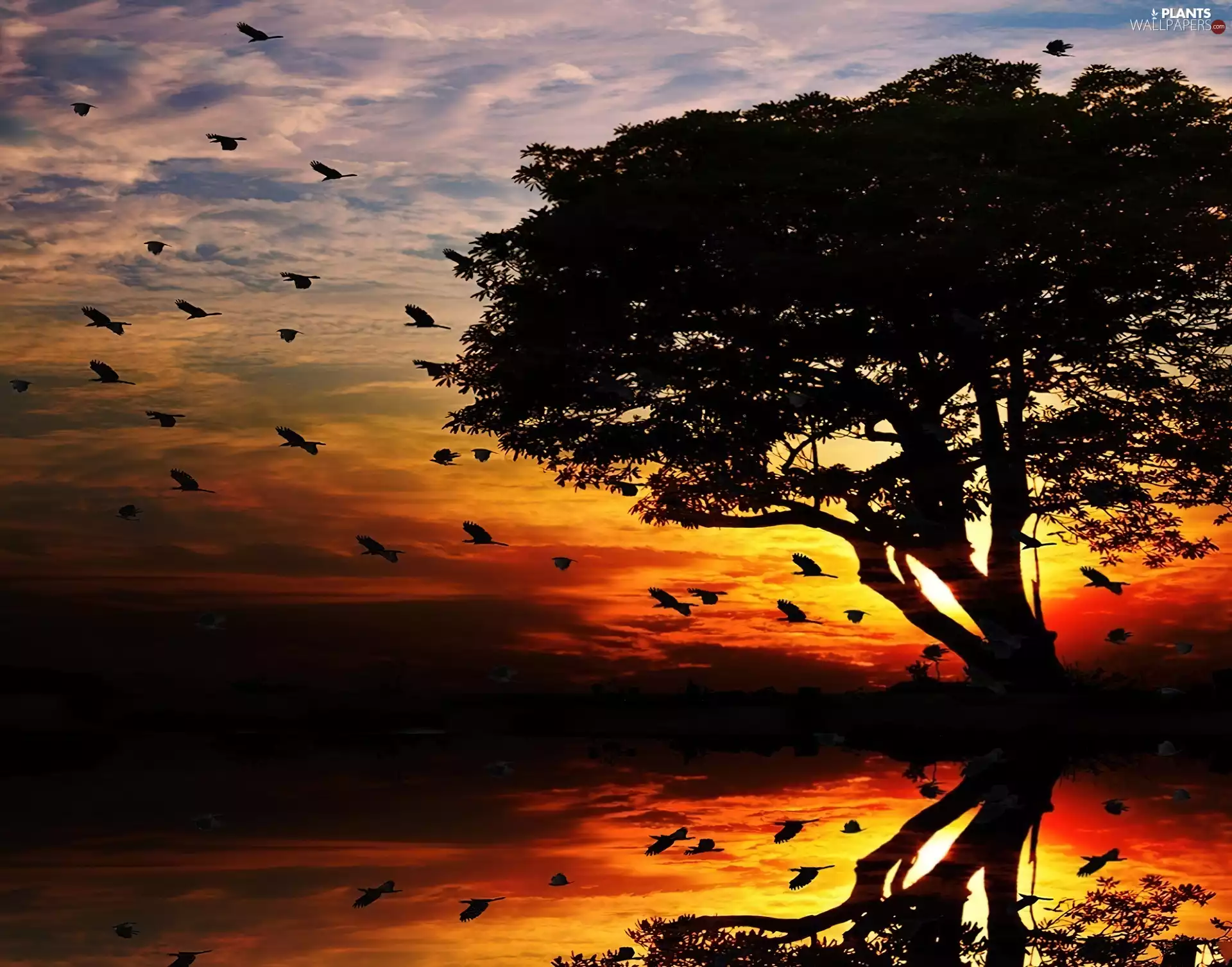 west, trees, birds, sun