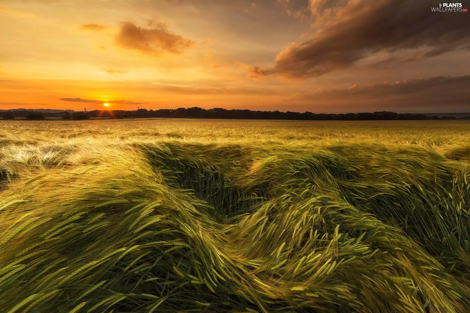 west, field, cereals, sun