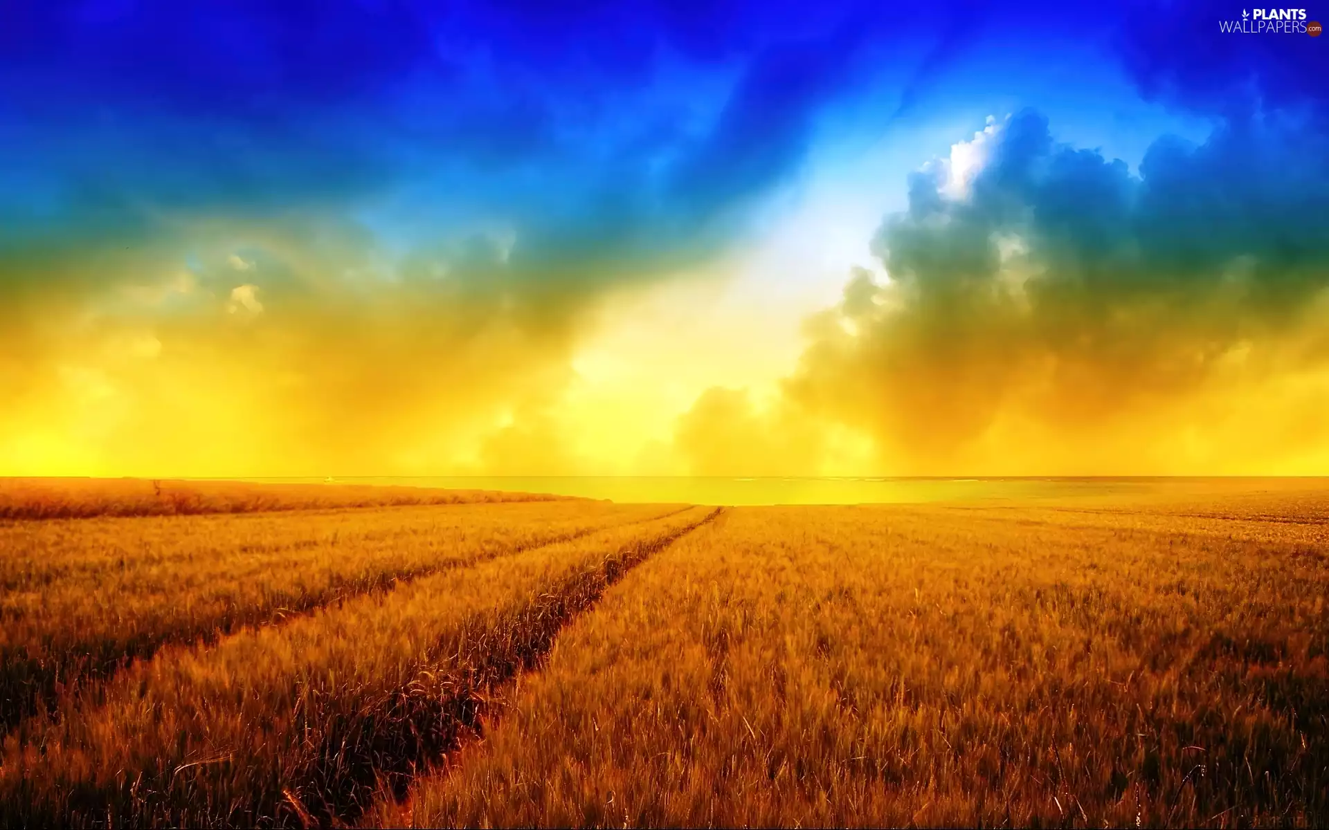 west, field, cereals, sun