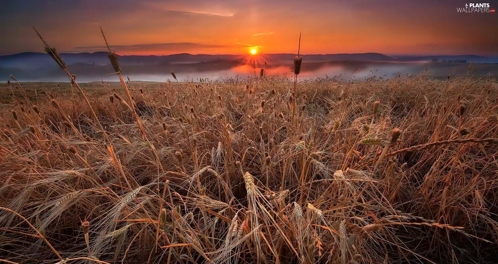 west, Field, corn, sun