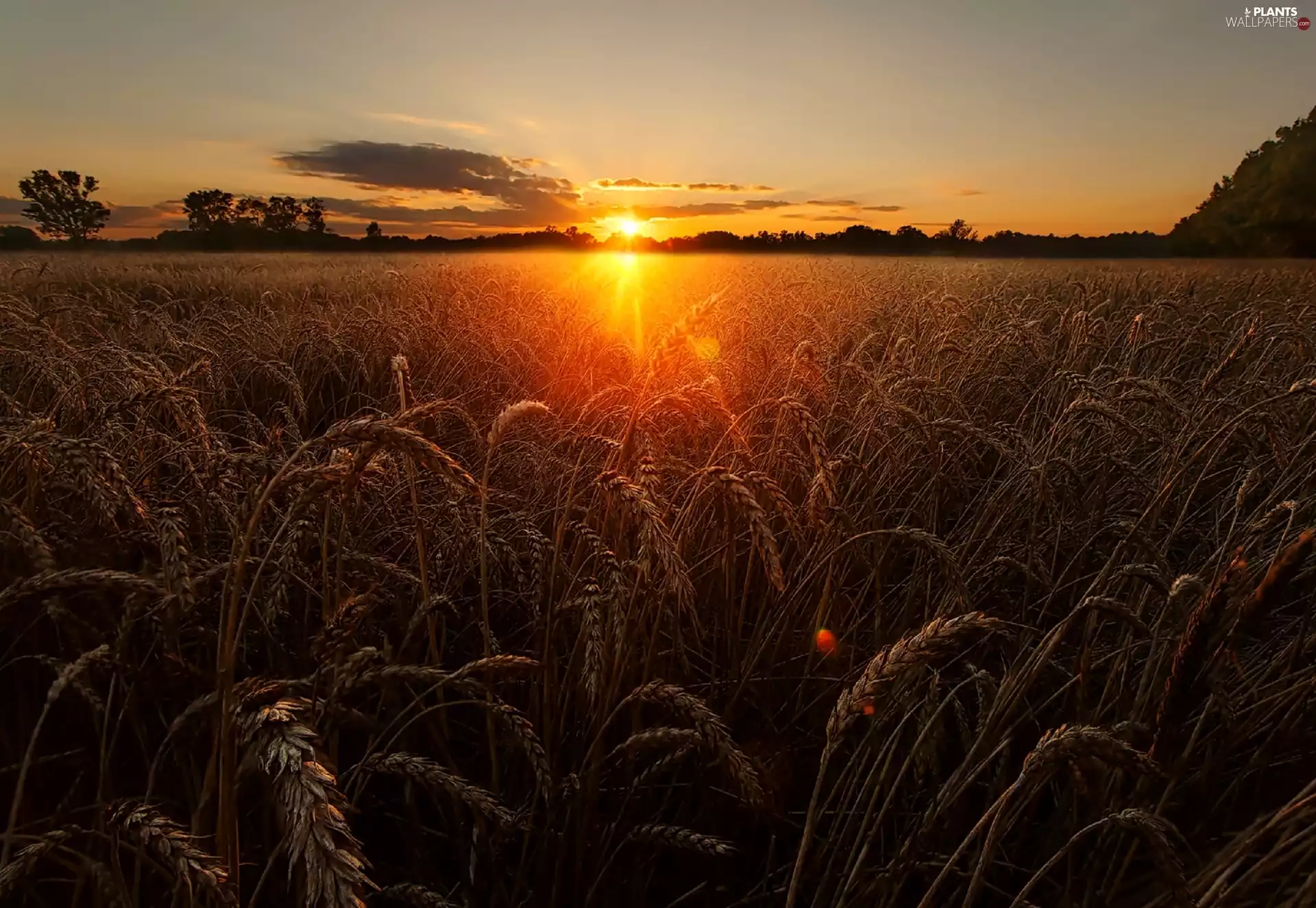 west, Field, corn, sun