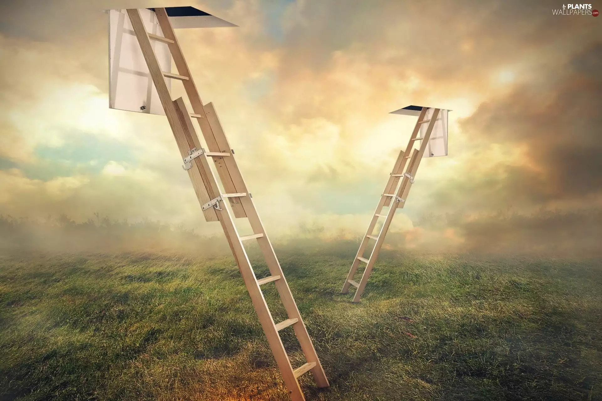 west, Ladders, grass, sun