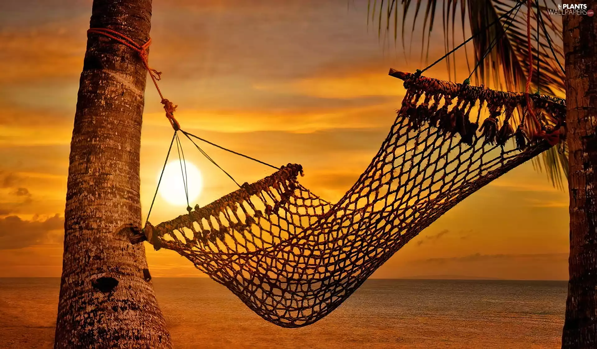 west, Palms, Hammock, sun