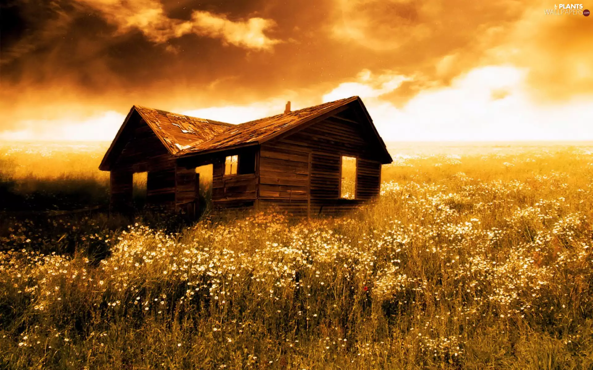 west, cereals, Home, sun