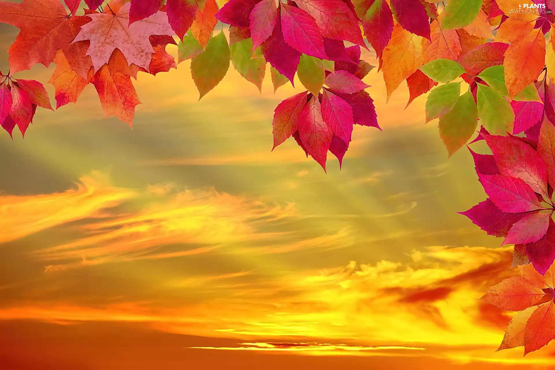 west, Autumn, Leaf, sun