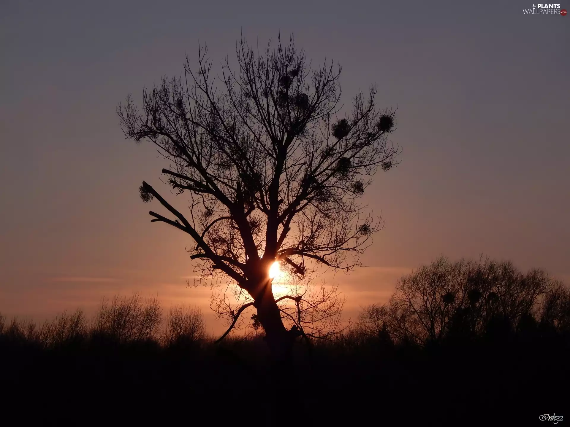 west, trees, mistletoe, sun