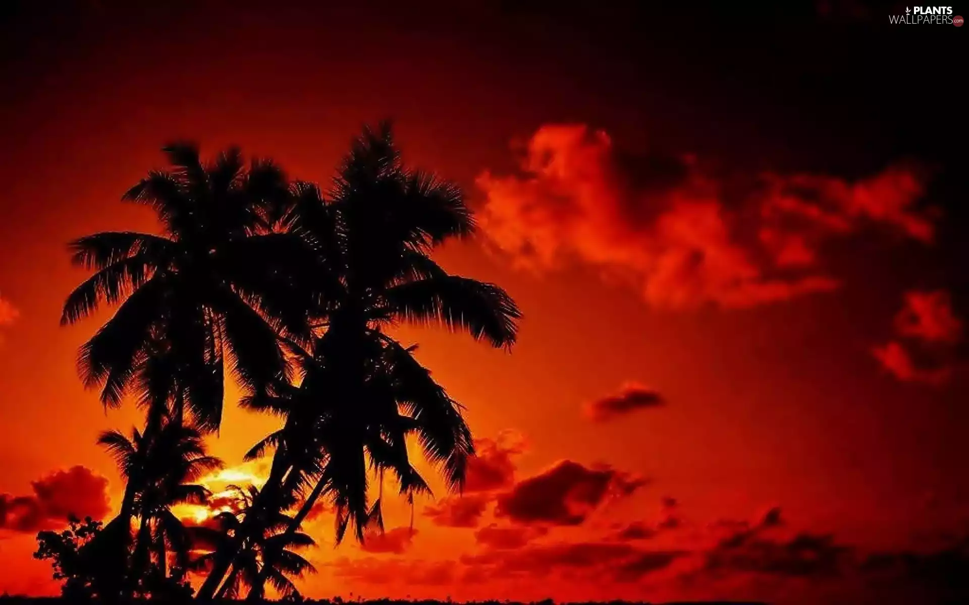 west, clouds, Palms, sun