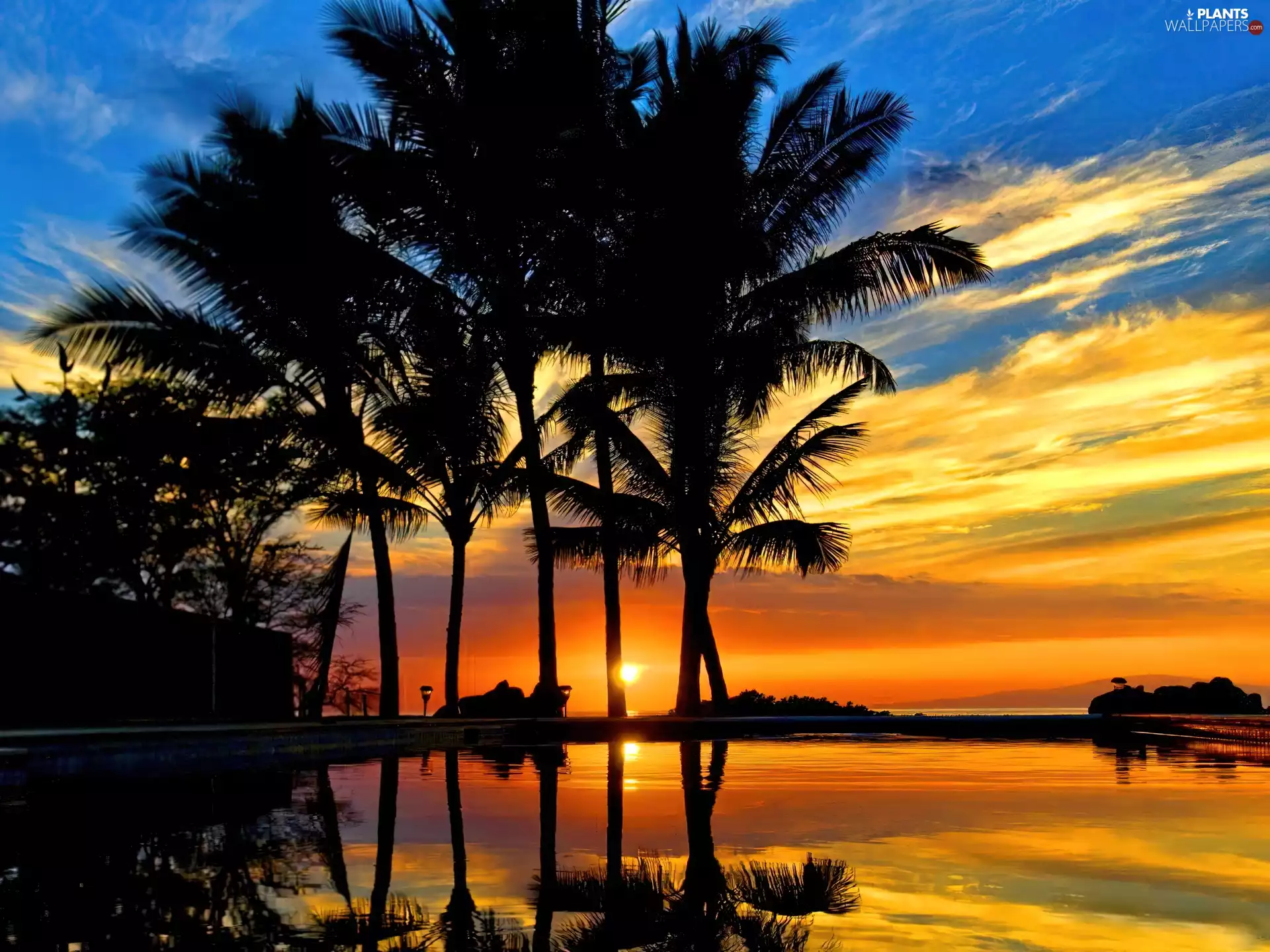 west, sea, Palms, sun