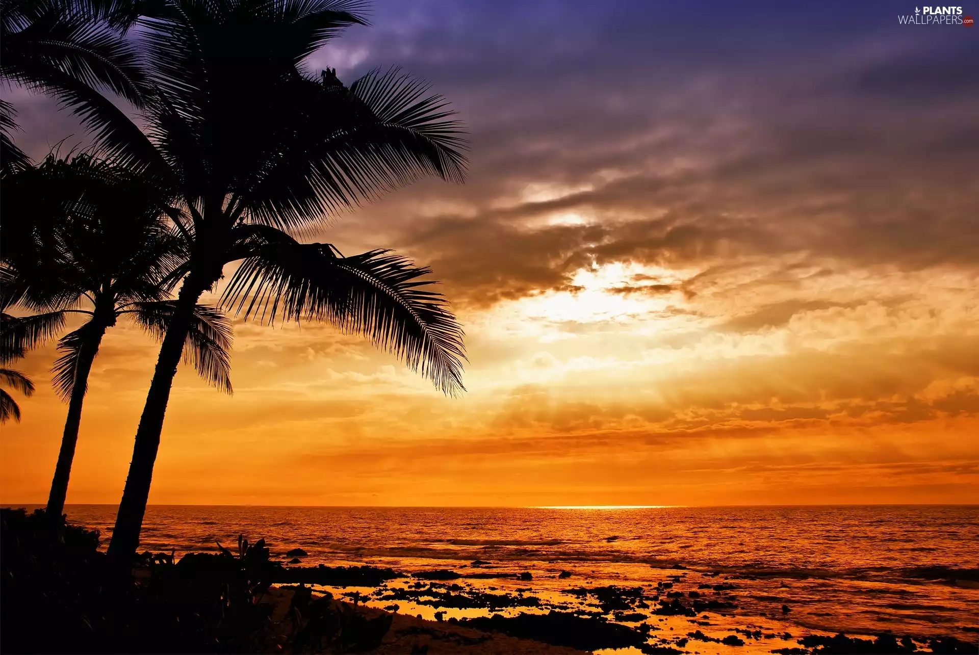 west, sea, Palms, sun