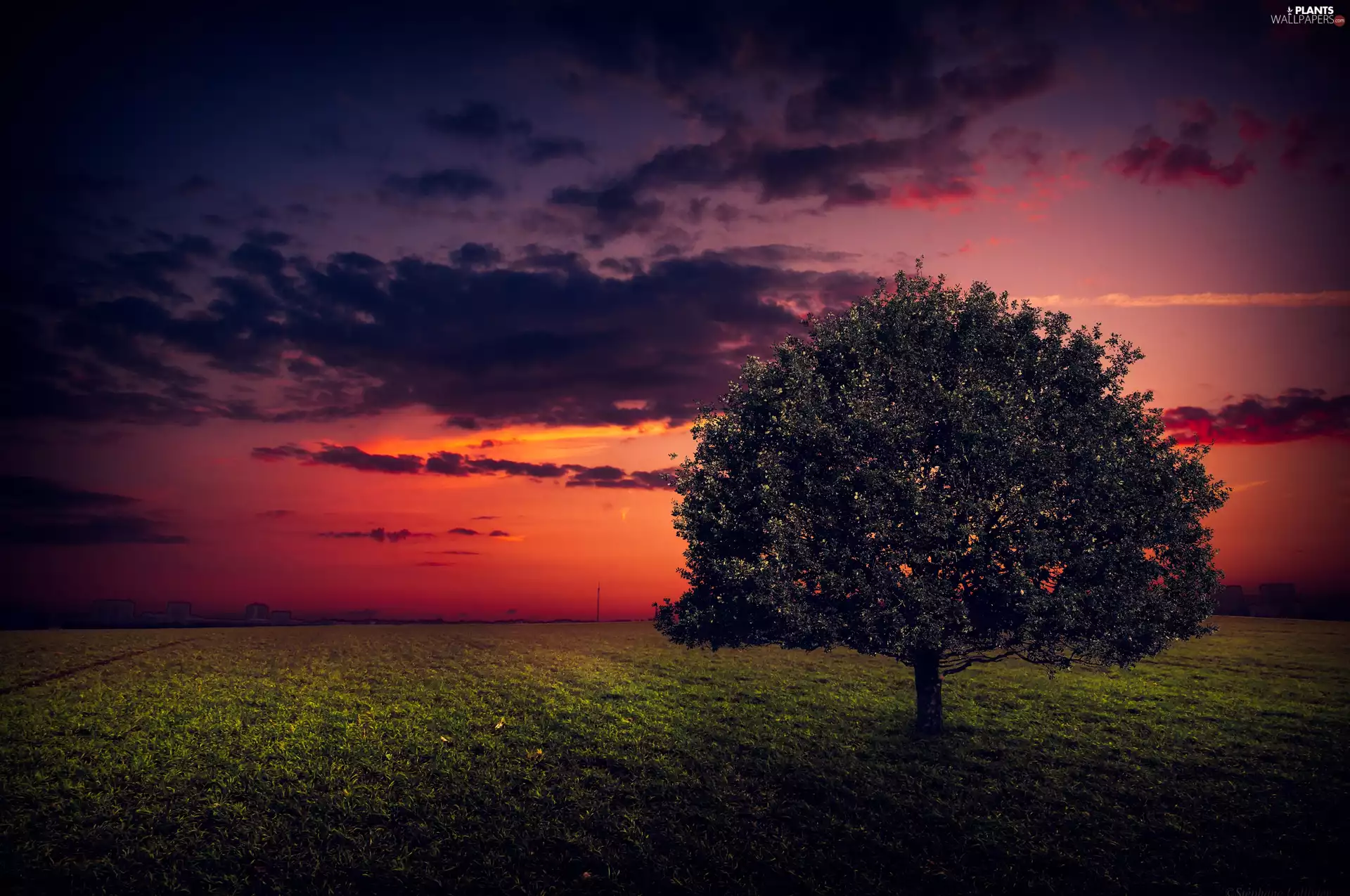 west, Field, trees, sun
