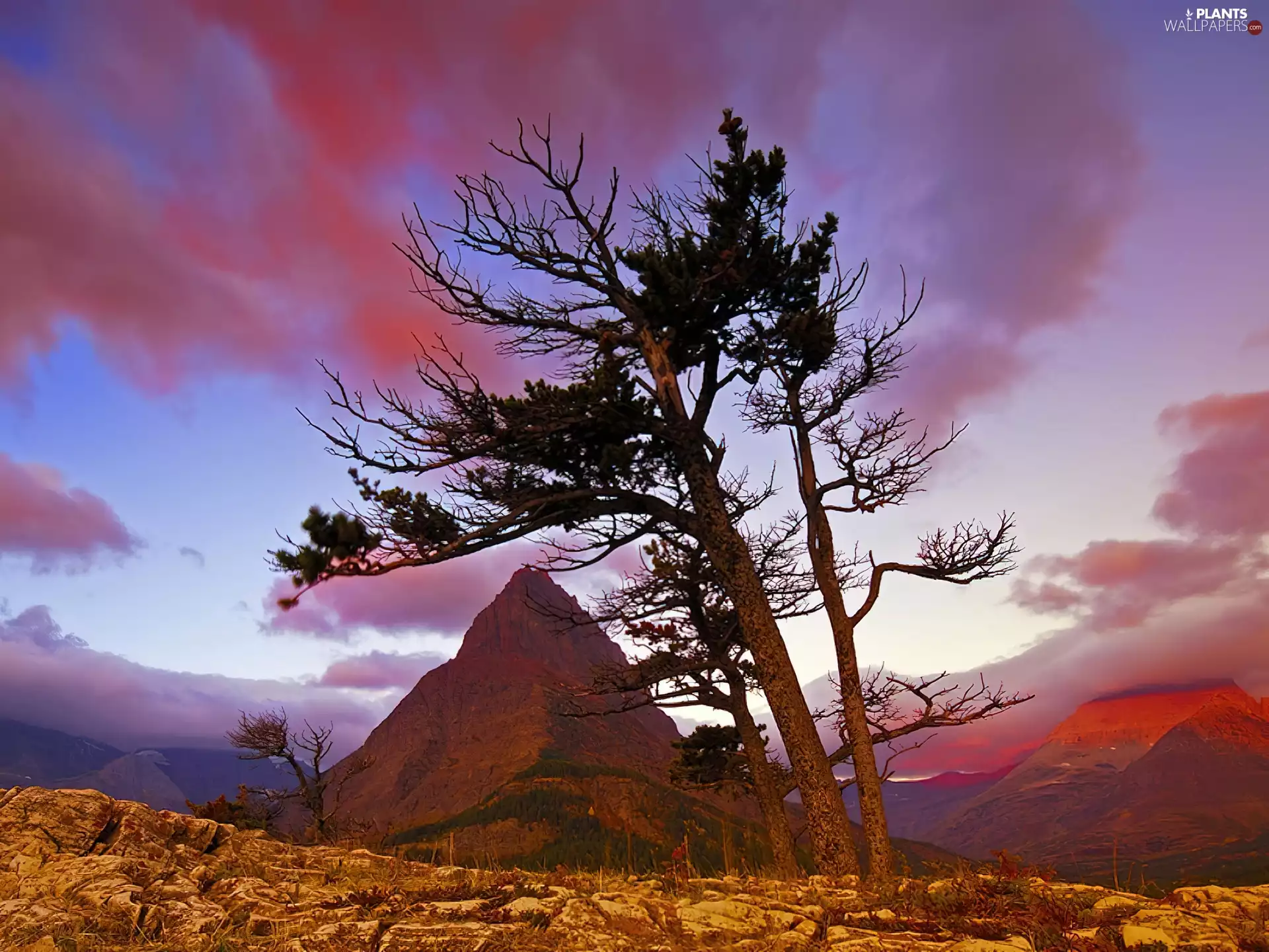 west, Rocks, trees, sun