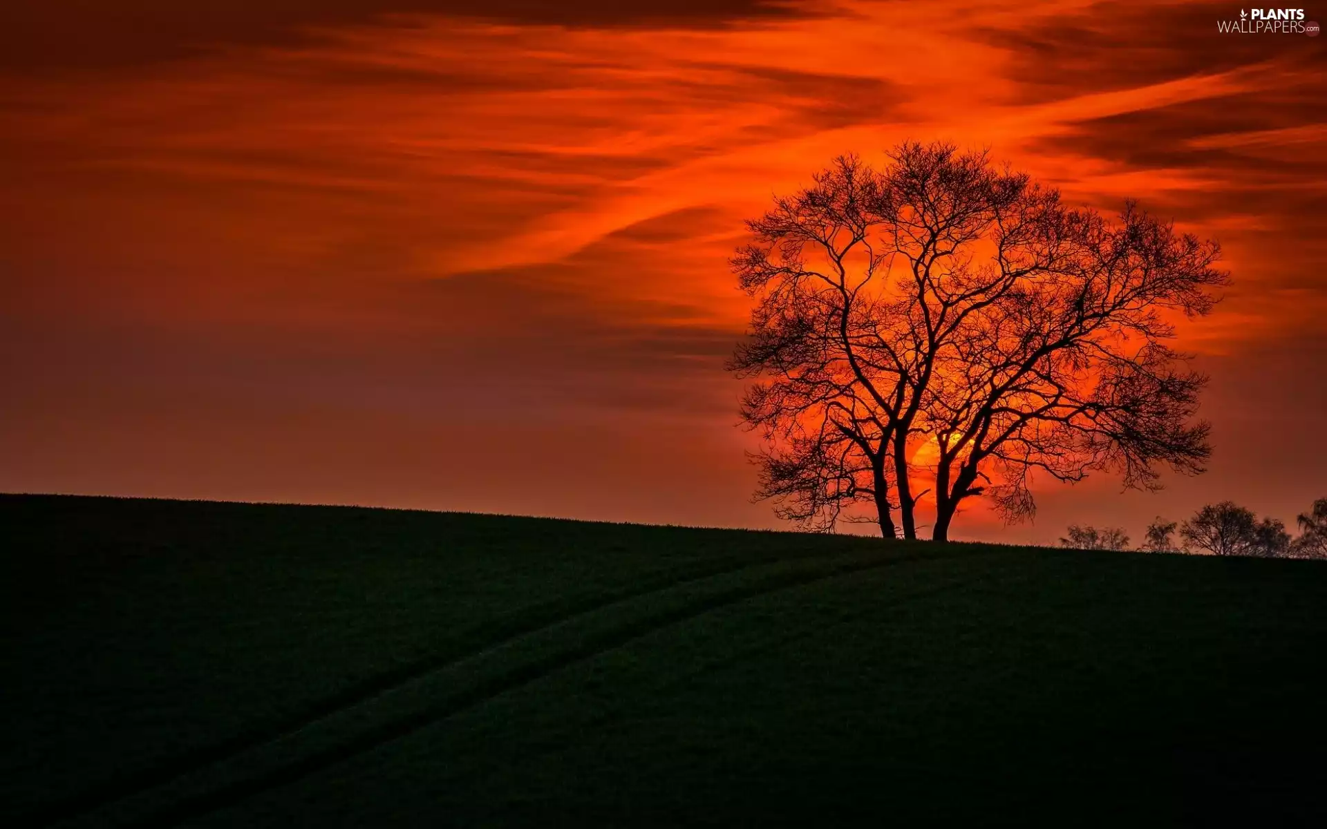 west, trees, viewes, sun