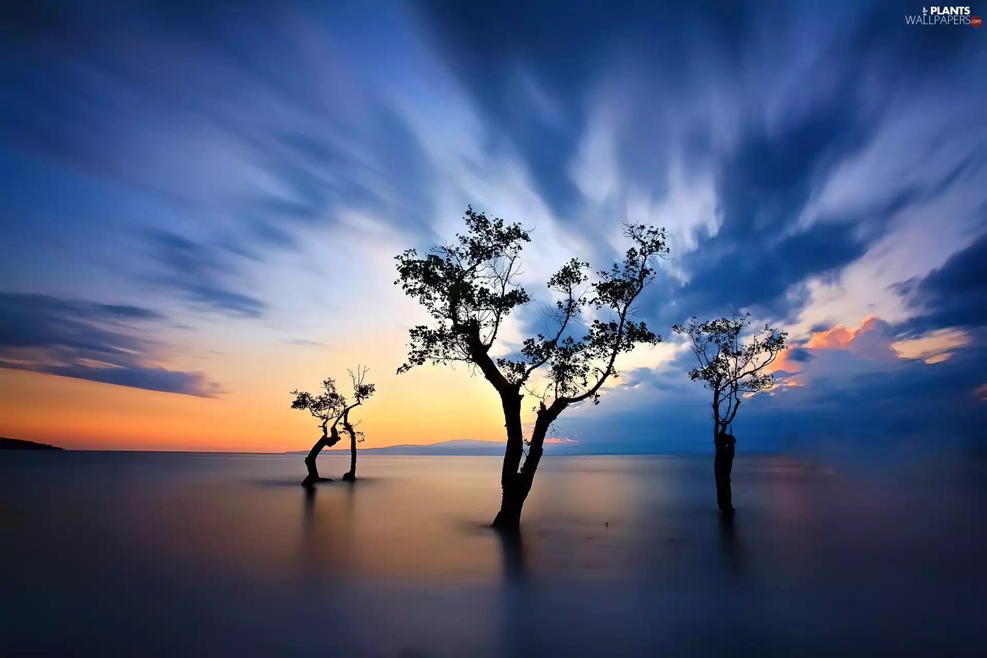 west, trees, viewes, sun