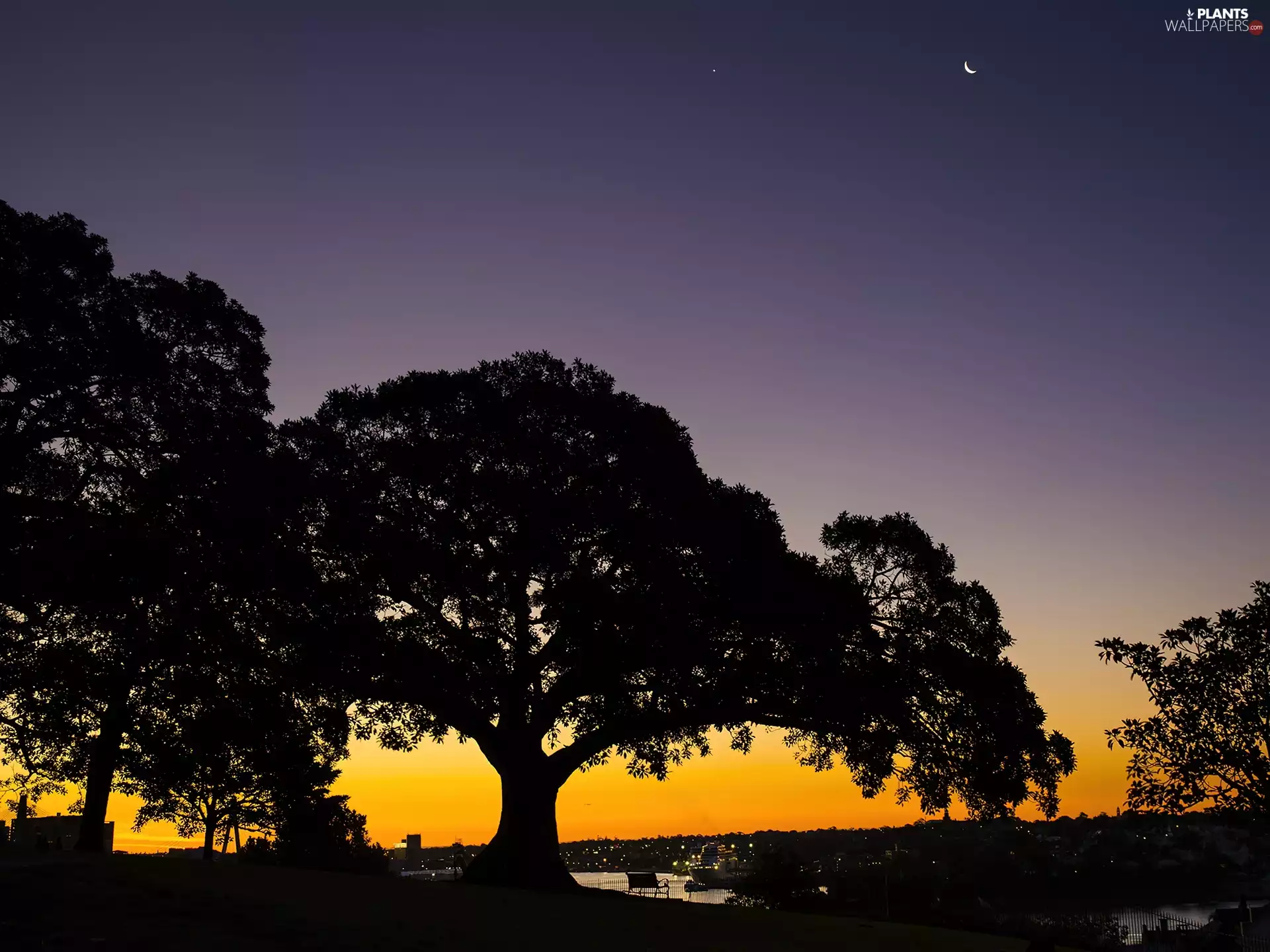 west, trees, viewes, sun