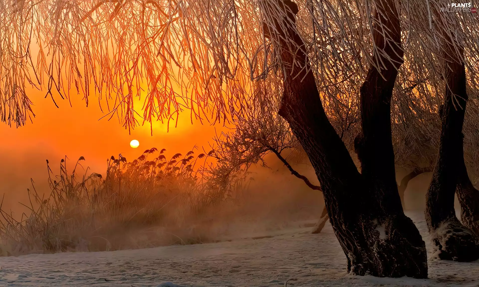 west, willow, winter, sun
