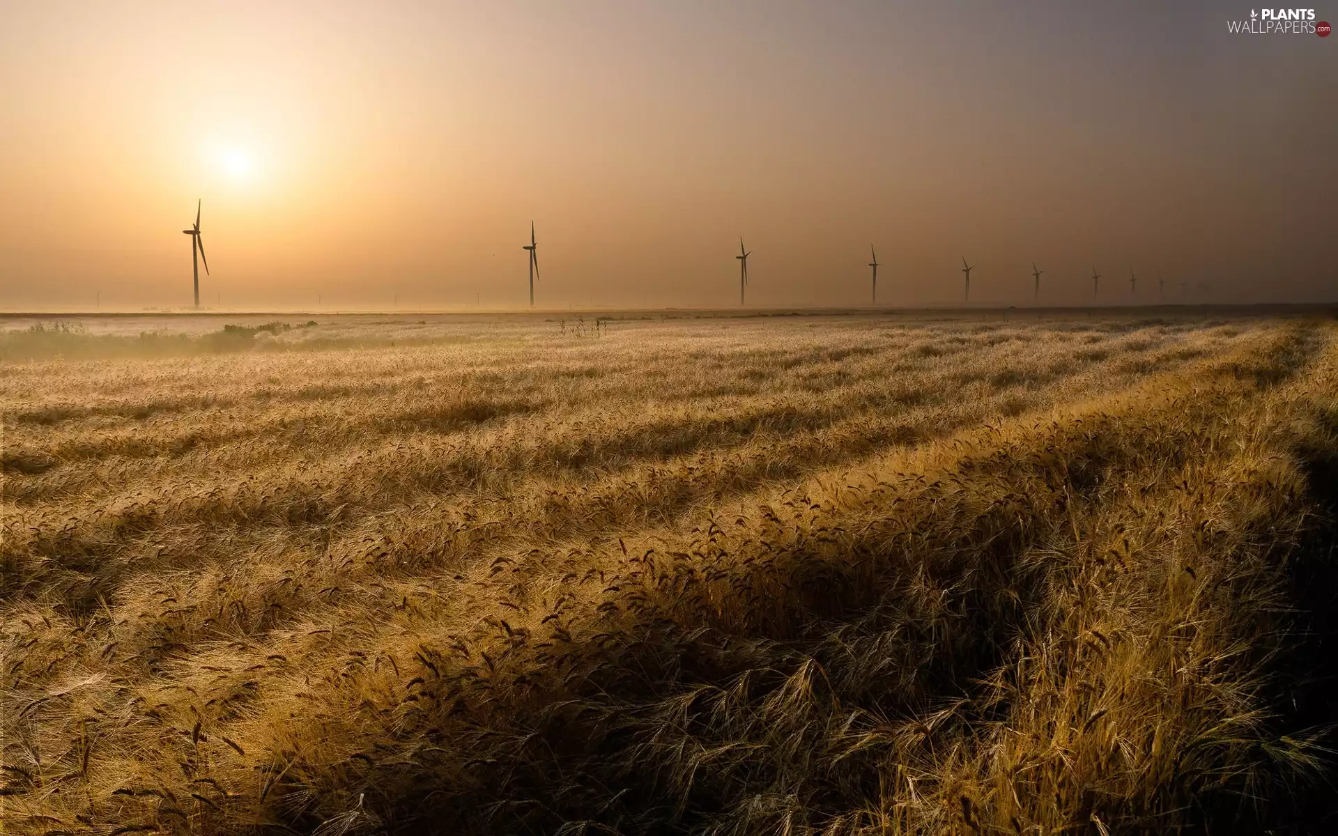 Windmills, field, east, sun, Fog, wheat