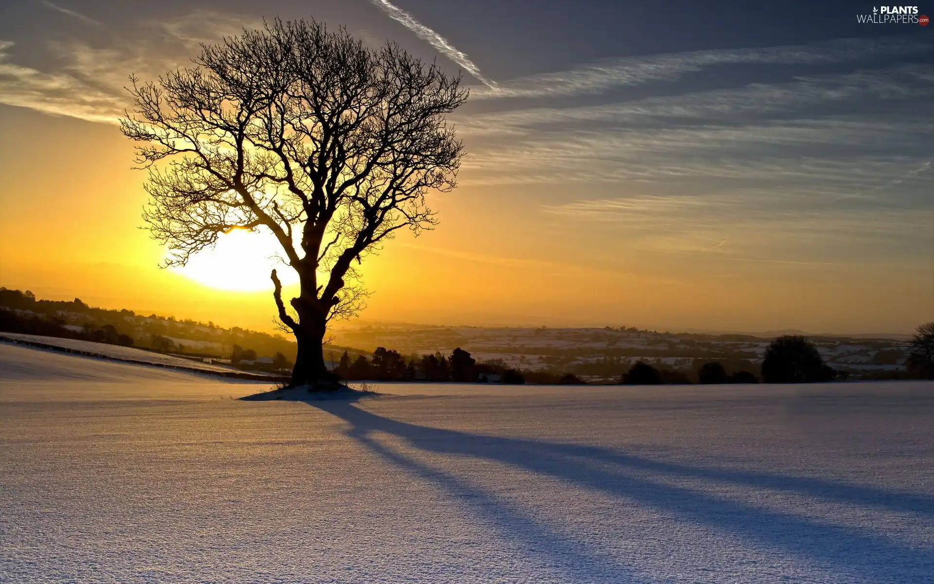 woods, trees, sun, winter, east, field