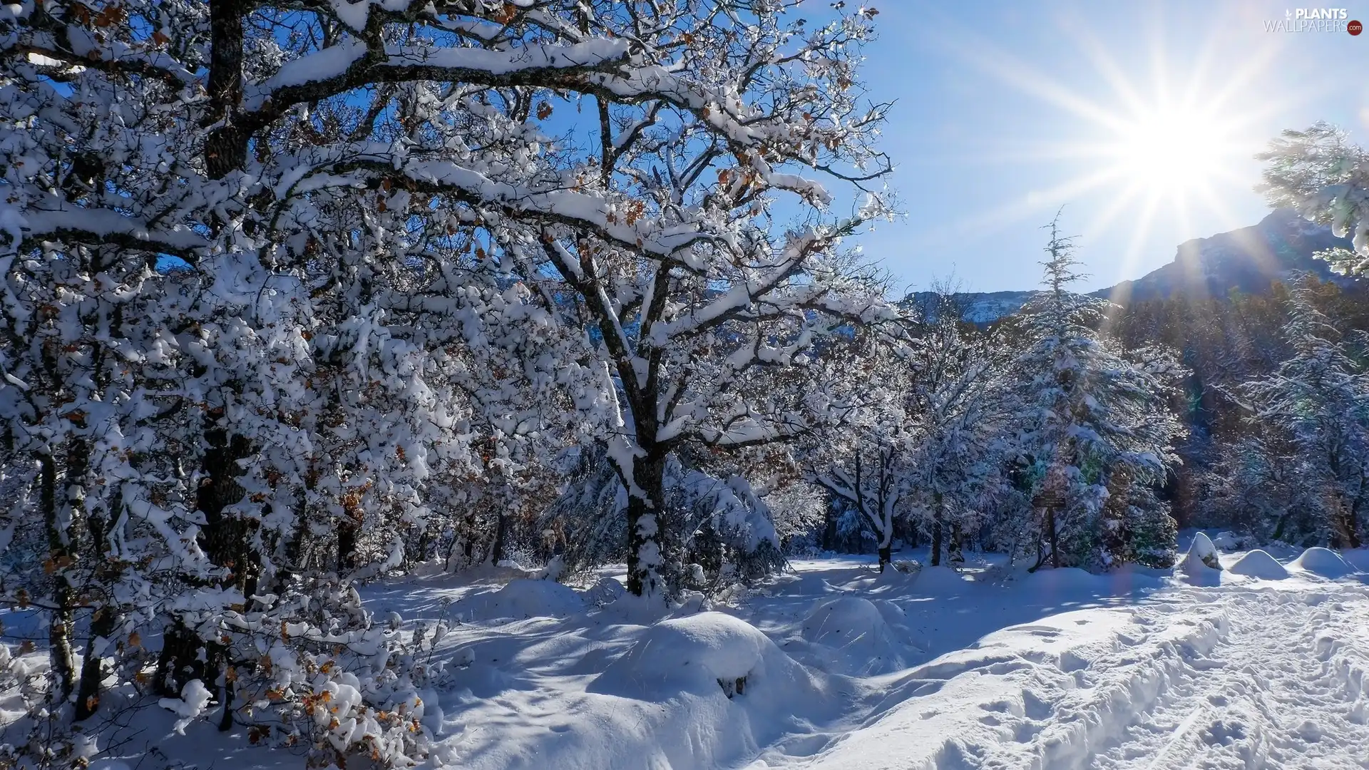 trees, viewes, winter, forest, rays of the Sun