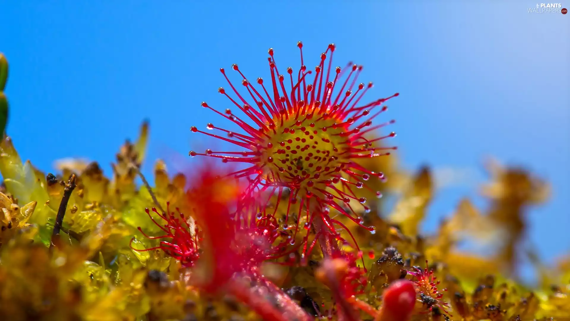 Close, The herb, sundew