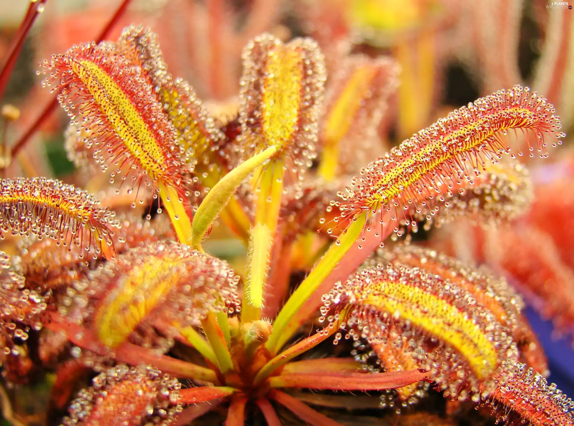 sundew, Close