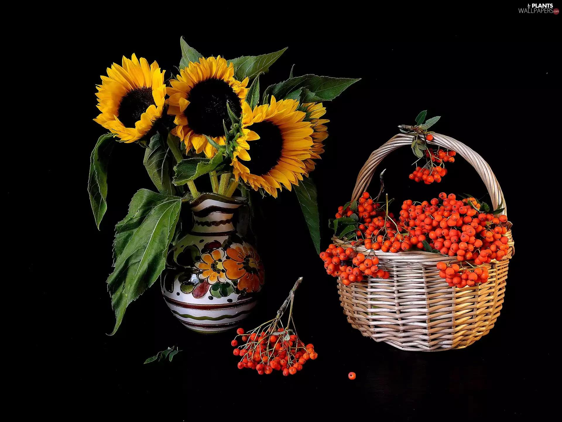 Mountain Ash, Flowers, sunflowers